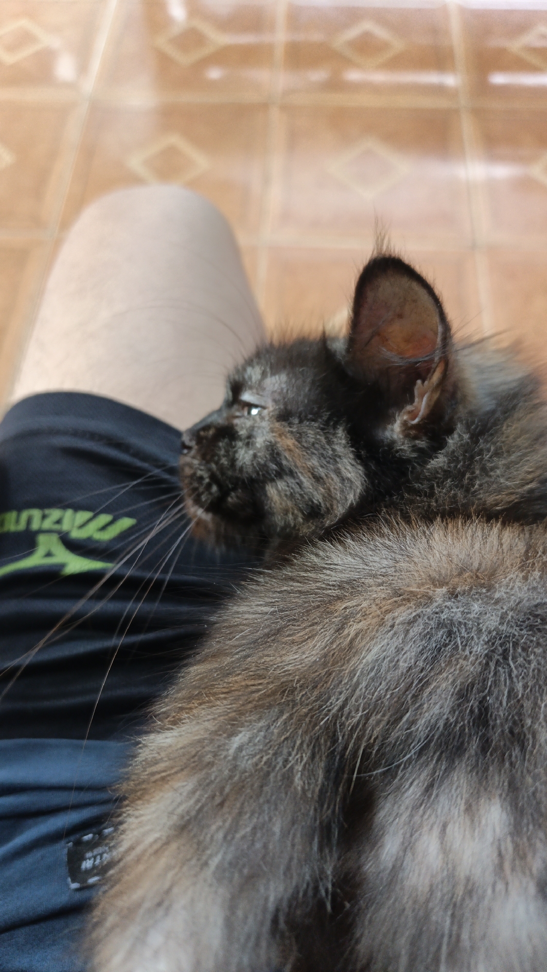 A close-up, medium shot captures a black and brown cat resting on a person's lap. The cat is positioned facing left, with its head turned towards the viewer. The background consists of a tiled floor. The cat's fur appears fluffy, with a mix of black and brown tones. The person's legs are visible beneath the cat, covered by black shorts with a green logo. The lighting is natural and appears to be from an overhead source, casting soft shadows. The image is framed from a slightly elevated perspective.