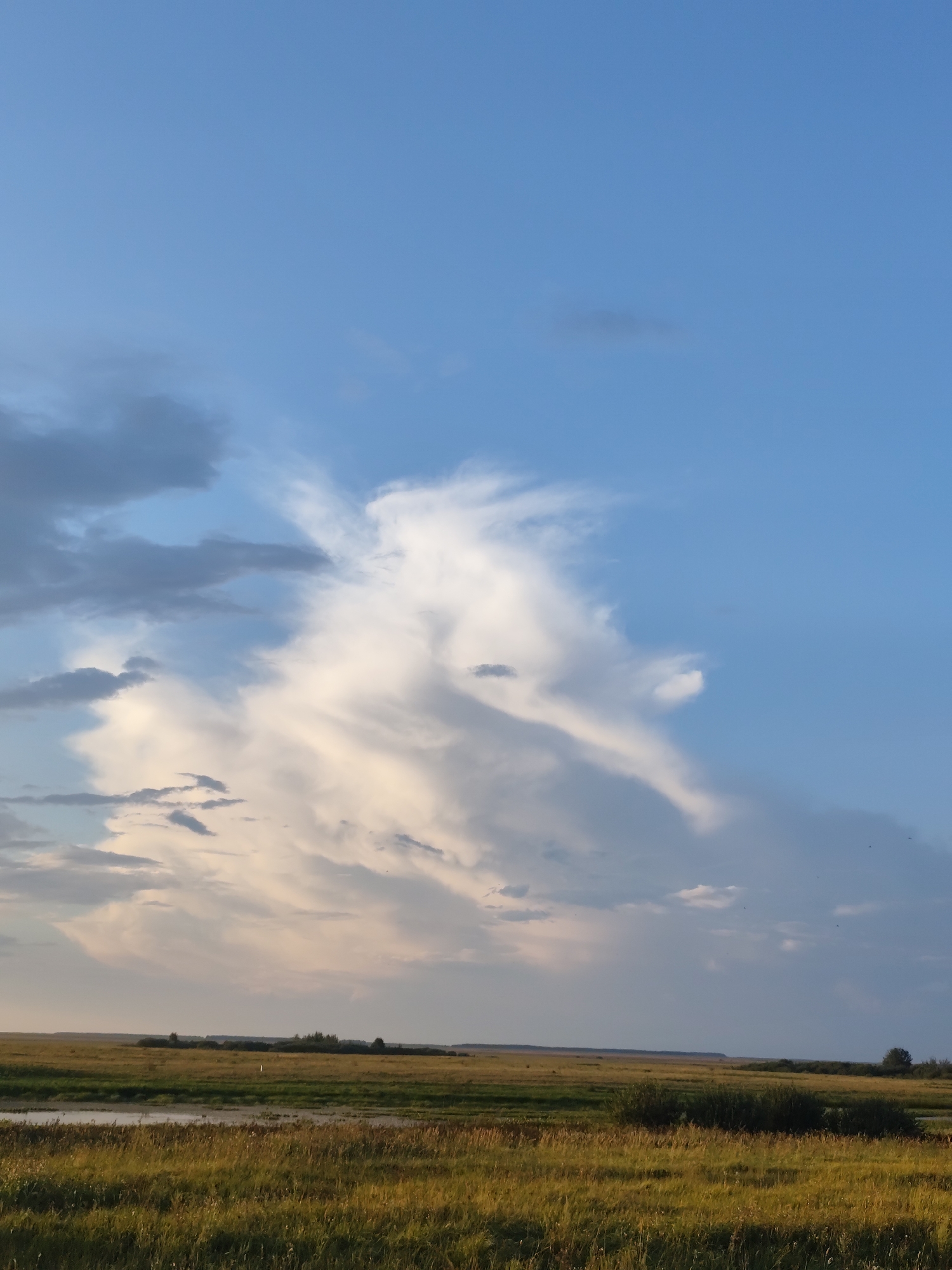 The image depicts a vast, open landscape under a blue sky with scattered clouds, likely taken in the vicinity of Николаев ауылдық округі, Kazakhstan. The foreground is dominated by a field of tall, golden-brown grass with patches of green, suggesting dry conditions. A narrow body of water or a marshy area runs horizontally across the lower portion of the image, reflecting the sky and vegetation. In the mid-ground, a flat expanse of grassland stretches towards a low treeline on the horizon. The treeline is characterized by a dense band of dark green foliage, with scattered individual trees or bushes appearing in front of it. The sky above is a clear, bright blue, with a large, dramatic formation of white and light gray clouds dominating the upper center and right side of the frame. These clouds exhibit varied textures, with some appearing wispy and ethereal, while others are more dense and textured, catching the sunlight. The overall impression is one of a rural, natural environment during daylight hours, possibly late afternoon or early evening given the quality of light. There are no people or specific man-made structures prominently visible in the scene, emphasizing the natural elements.