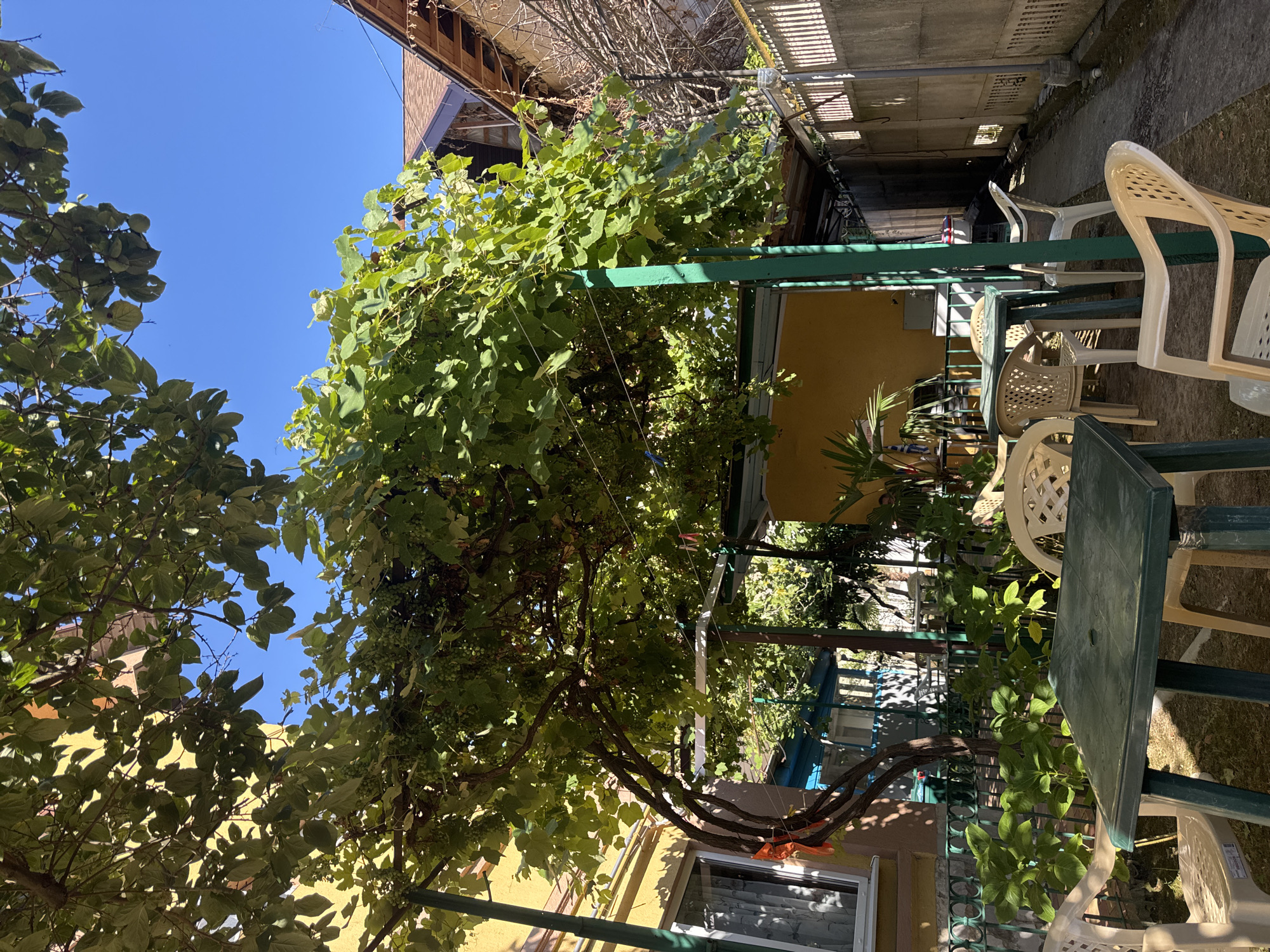The image depicts an outdoor seating area in what appears to be a residential yard or a small cafe in Sochi, Russia. A large vine-covered structure with green leaves and unripe grapes provides shade over several tables and chairs. The tables are made of green plastic, and the chairs are a light beige plastic. In the background, a yellow building with a window is visible to the left, and a fence separates the seating area from a narrow walkway leading to other buildings. The sky is clear and blue, suggesting a sunny day. No people are visible in the frame. The overall impression is one of a simple, outdoor gathering space, typical of a warm climate.