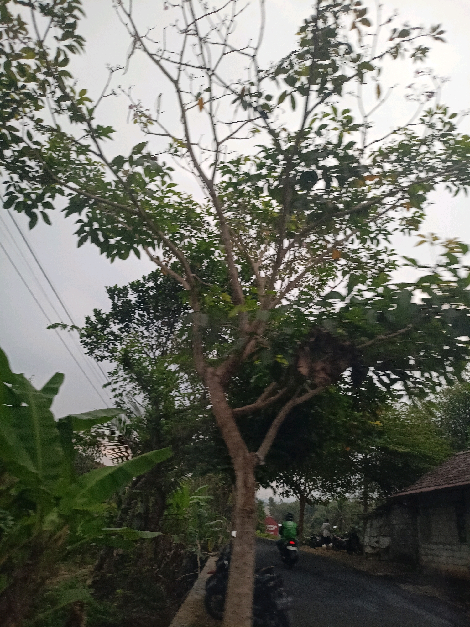 The image depicts a rural roadside scene in Gandusari, Indonesia, under an overcast sky. A large tree with sparse leaves and visible branches dominates the foreground, with its trunk slightly off-center to the right. To the left of the tree, banana leaves are visible, suggesting a tropical environment.
Further down the paved road, which appears wet, two individuals are present. One person is riding a motorcycle away from the viewer, wearing a green jacket and a helmet. Another individual stands near a cluster of parked motorcycles on the side of the road.
To the right of the road, a rustic building with a tiled roof is situated. The surrounding environment is characterized by lush green vegetation, including trees and bushes. Power lines are visible in the upper left quadrant of the image. The overall impression is one of a quiet, possibly early morning or late afternoon, rural setting.