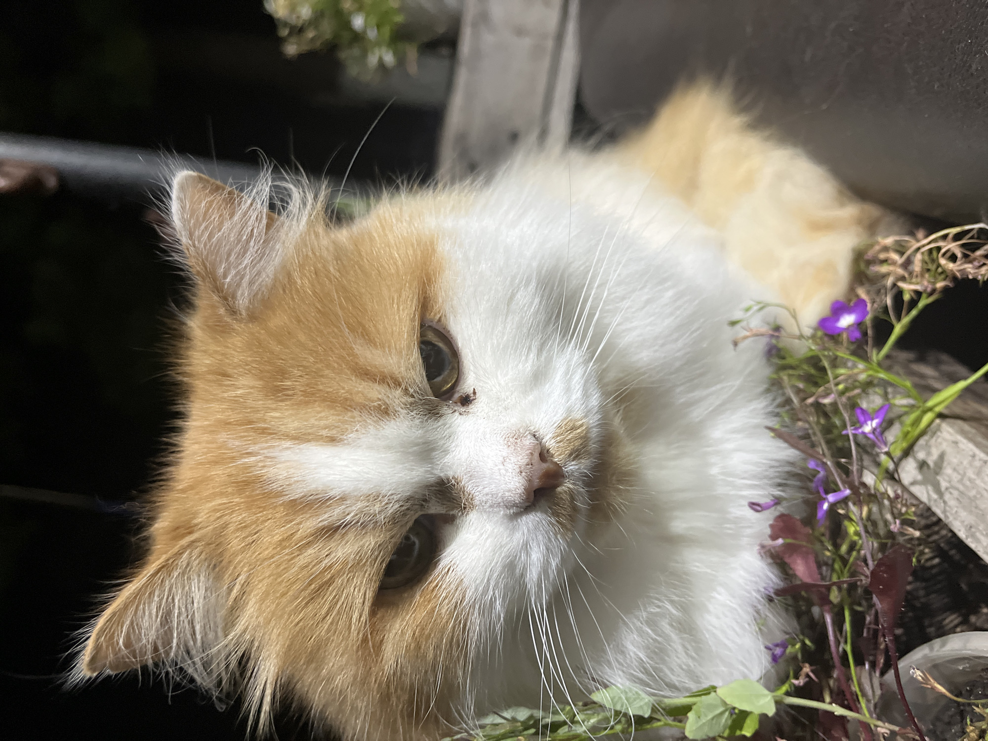 A medium shot, outdoor portrait captures a fluffy, orange and white cat with a stern expression. The cat is positioned slightly to the right of the frame, with its head tilted and looking directly at the camera. Its fur is thick and appears somewhat unkempt, especially around its ears and face. The cat's eyes are dark and piercing, adding to its intense gaze. Its nose is pinkish and appears slightly dry. There is a small dark spot on its nose.
The cat is partially nestled among some green plants and small purple flowers, suggesting it is outdoors. A hint of a wooden surface is visible behind the cat. The background is dark and out of focus, with a soft glow of light from an unseen source, possibly indicating nighttime or a dimly lit area.
There are no people or any identifying landmarks or features that would suggest a specific location within Saratov, Russia. The scene is focused entirely on the cat and its immediate surroundings, which are natural elements and what appears to be a piece of outdoor furniture or structure.