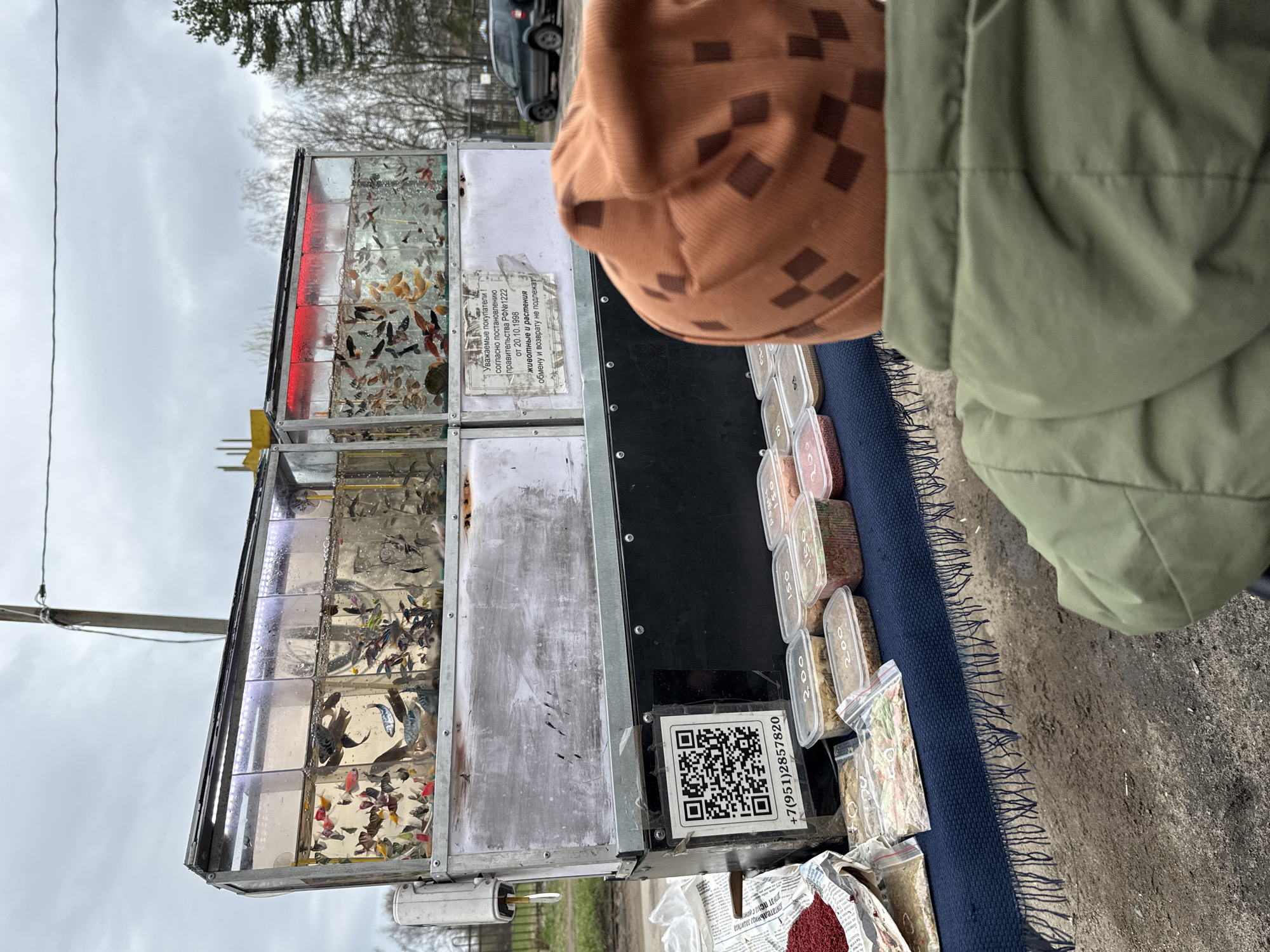 The image depicts a mobile vendor in Yaroslavl', Russia, selling live fish and fish food. The fish are displayed in a multi-tiered metal frame containing small glass tanks, each filled with various species of colorful fish. Some tanks have red or white LED lighting. A sign in Russian is visible, stating that animals and plants cannot be exchanged or returned, according to a government decree. Beside the fish tanks, there are clear plastic containers and bags filled with different types of fish food. A QR code and a phone number (+7(951)2857820) are prominently displayed, likely for transactions or contact. An individual wearing an olive green jacket and a brown checkered hat is partially visible, presumably a customer looking at the merchandise. The scene is set outdoors, likely on a street or roadside, with a blue rug used to display the goods. The weather appears overcast. A black car is seen in the background.