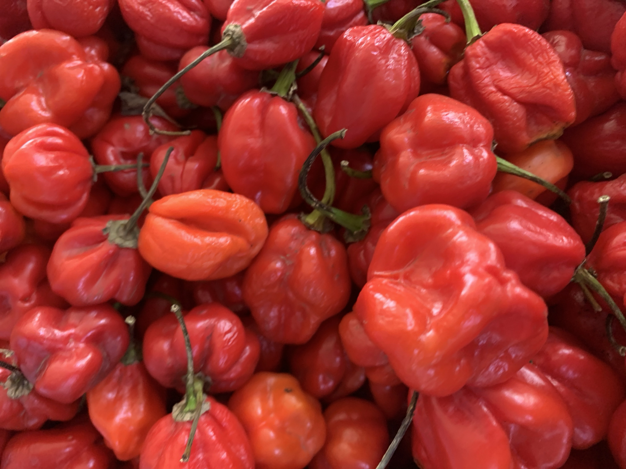 A close-up, overhead shot displays a pile of vibrant red habanero peppers. The peppers vary slightly in shape, with some appearing more rounded and others more elongated with distinct lobes. They are densely packed, creating a textured surface. The lighting highlights the glossy sheen of the pepper skins, and the stems are visible on some. The background is entirely filled with the peppers, suggesting a large quantity. The location is identified as Unknown, Unknown.