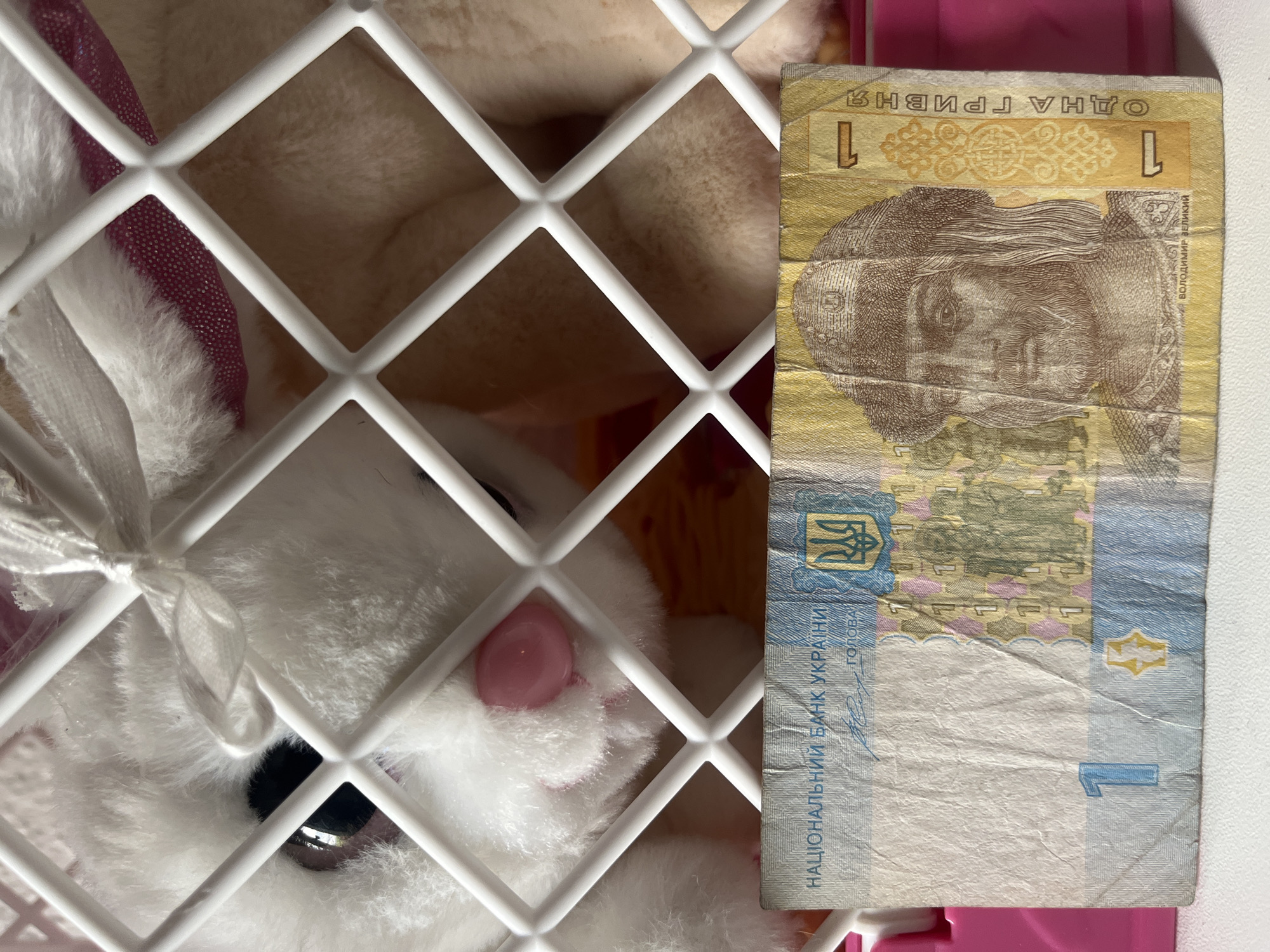 The image shows a close-up of a Ukrainian 1 Hryvnia banknote placed in front of a white plastic cage. Behind the cage, a plush toy bunny is visible, with its head peeking through the bars. The bunny is white with a pink nose. The banknote is crumpled and features an image of Prince Volodymyr the Great on one side. The background consists of the pink interior of the cage and a white surface on which the banknote and cage are resting. There is no information in the image to suggest a location in Schwäbisch Hall, Germany.