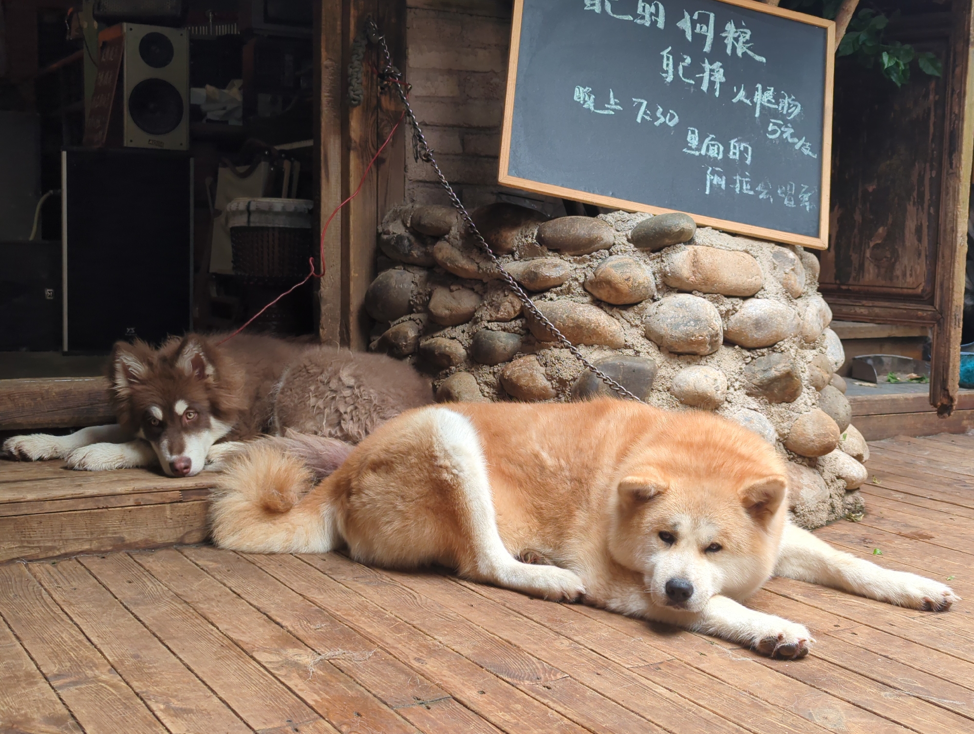 The image depicts two dogs resting on a wooden deck outdoors. In the foreground, a large, light-colored dog with a fluffy tail is lying down, facing the camera with its head resting on its paws. To the left and slightly behind it, a smaller, darker-colored dog with a brown coat and white markings on its face is also lying down. Behind the dogs, there is a rustic stone wall with a blackboard sign hanging above it. The blackboard has white Chinese characters written on it. The background shows a wooden doorway with some speakers and other items stacked inside, suggesting an open-air establishment or shop. The overall scene appears to be in a relaxed, informal setting. Based on the visual cues, the location is likely a traditional establishment in Gucheng District, China, potentially a cafe or a shop that allows dogs.
