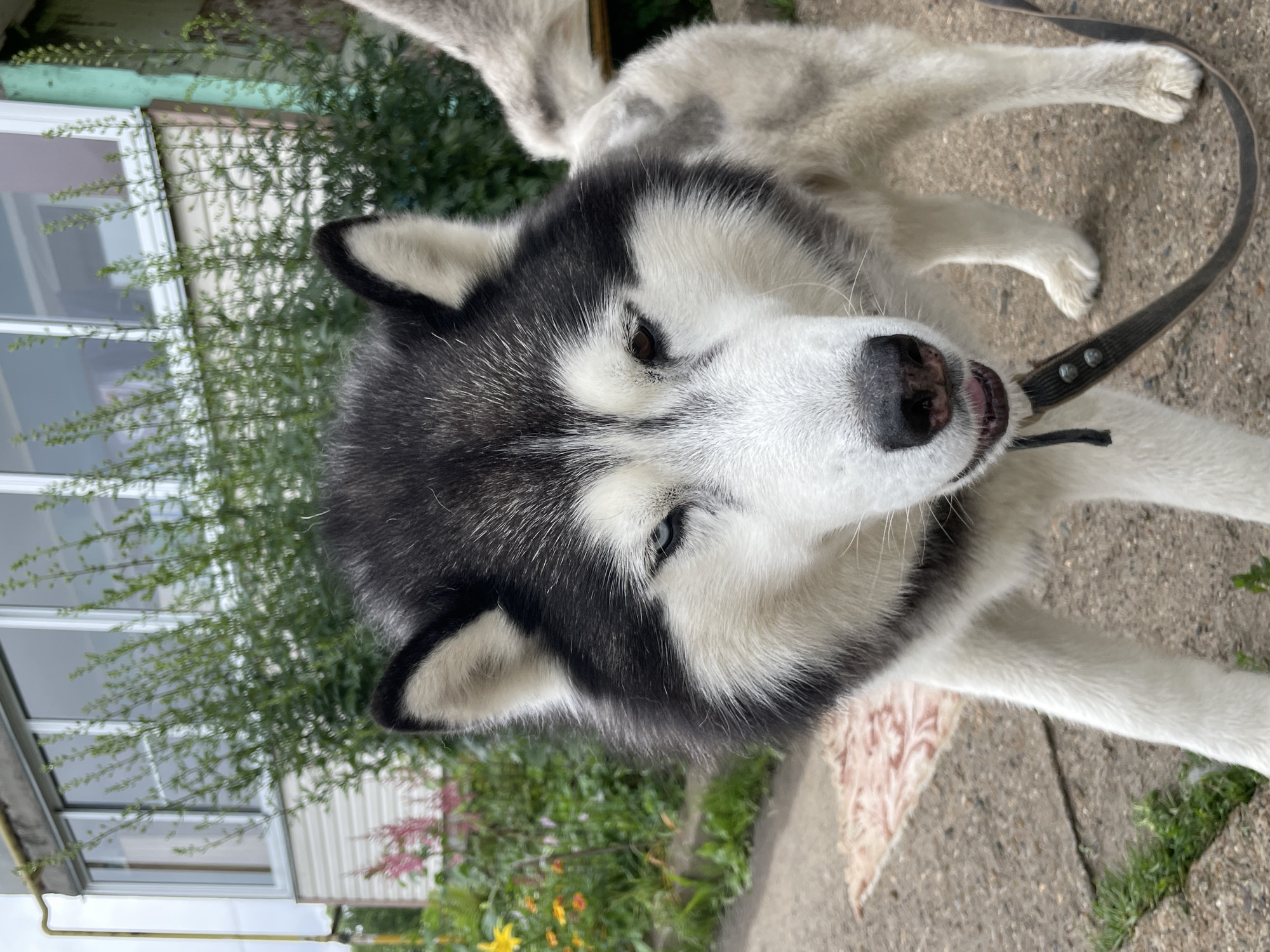 An adult Siberian Husky with black and white fur, and heterochromia (one blue eye, one brown eye), stands on a concrete path outdoors. The dog is wearing a dark collar with a leash attached. In the background, a building with large windows and siding is visible, along with green foliage and some flowering plants. The scene appears to be in a residential area.
