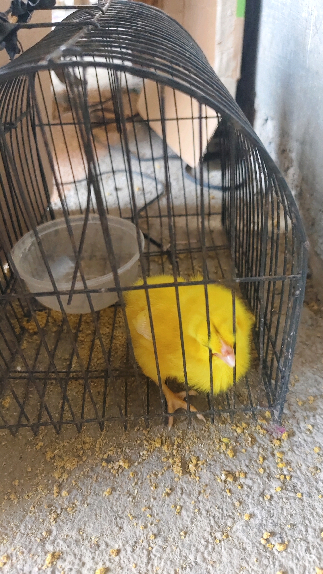 A bright yellow chick is nestled inside a black wire birdcage. The chick appears to be sleeping, with its eyes closed and its head tucked in. Its fluffy feathers are a vibrant yellow, and its small pink beak is visible. The cage floor is covered with scattered yellow feed. To the left of the chick, a clear plastic dish, possibly a food or water container, is visible, though it appears empty. The background of the image is out of focus, but suggests an indoor or sheltered environment with a wall and possibly other objects or structures. The scene is consistent with a domestic setting where a young bird is being kept.