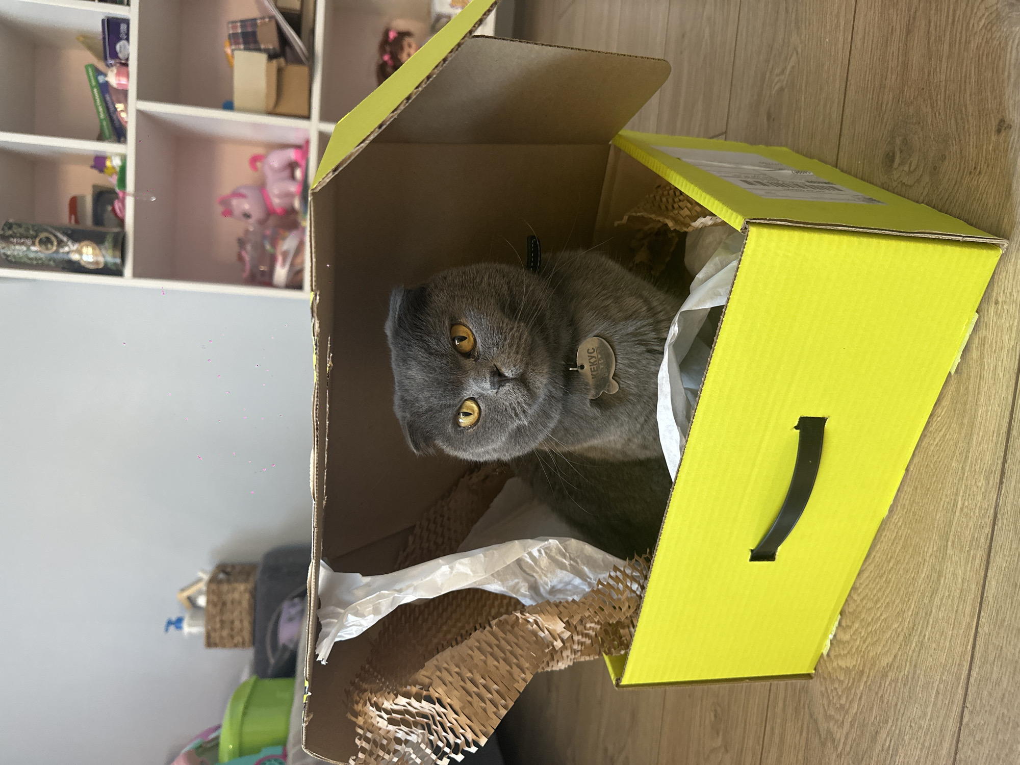 A gray Scottish Fold cat is sitting inside an open yellow cardboard box filled with brown paper packing material and white packing paper. The cat wears a collar with a tag. The box is placed on a wooden floor. In the background, there is a white shelf with various items and a wall painted light gray. The location is Chaikovsky, Russia.