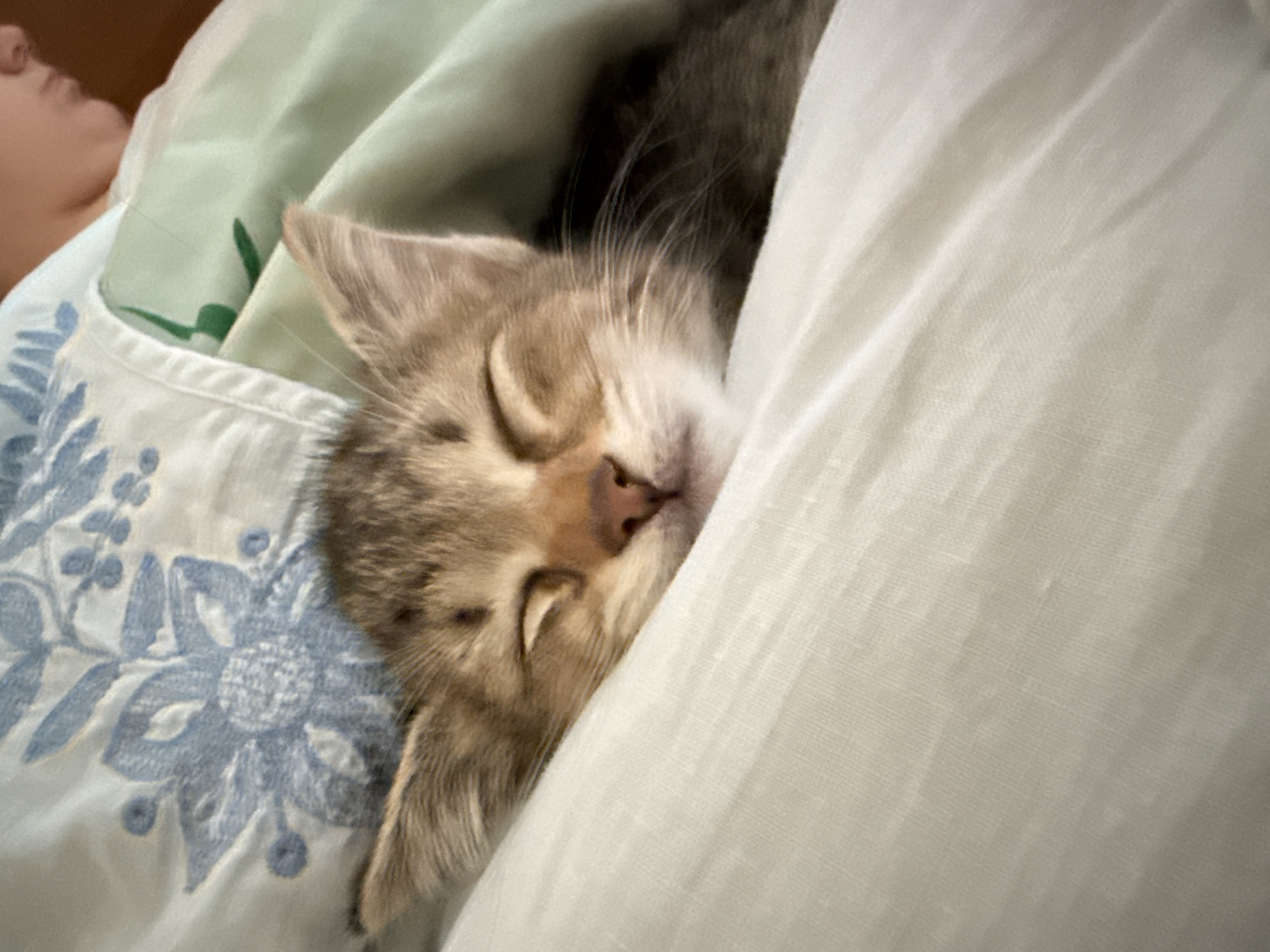 A heartwarming, close-up shot captures a small, light brown and gray tabby cat, likely a kitten, sleeping soundly amidst soft bedding. The cat's eyes are closed, and its head is nestled into a soft, light-colored pillow or blanket on the right side of the frame. Its delicate pink nose and whiskers are visible, suggesting deep relaxation.
On the left, a light blue fabric with intricate blue floral embroidery or patterns forms part of the bedding, possibly a pillowcase or sheet. Behind the cat, a hint of a light green fabric is visible, adding another layer of softness to the scene. In the upper left background, part of a human's face – including the forehead and side of the eye – can be seen, suggesting the cat is snuggled close to its owner or another person who is also resting.
The overall scene conveys a strong sense of peace, comfort, and domestic tranquility. The lighting is soft and ambient, implying an intimate, quiet moment, possibly a nap during the day or an early morning/late evening sleep. There is no visible text in the image. The setting appears to be indoors, likely a bedroom, characterized by the soft fabrics and the act of sleeping.