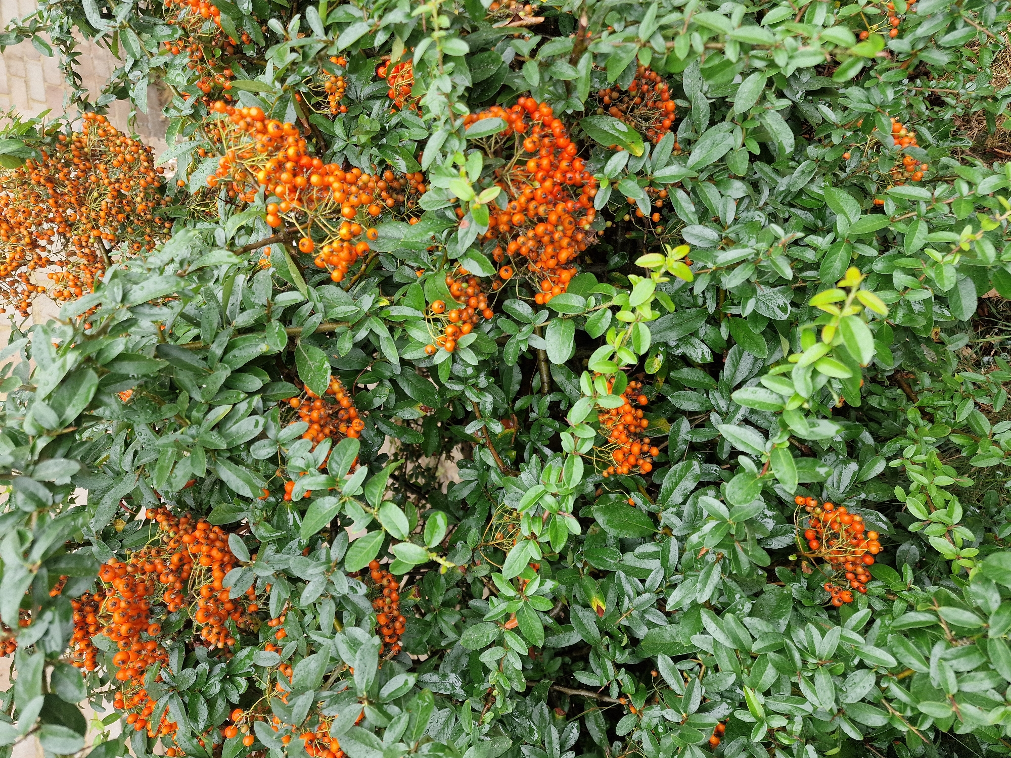The image is a close-up, medium-shot view of a dense shrub with vibrant green leaves and clusters of bright orange berries. The berries are small and round, tightly packed on thin stems. The leaves are glossy and appear to be wet, with water droplets visible on their surface, suggesting recent rain or dew. The shrub is in full foliage, with no visible signs of damage or decay. The background is out of focus but shows hints of a brick wall and possibly some dry, brown grass or ground cover at the bottom. There are no people or animals visible in the image. The scene is natural and appears to be an outdoor environment. The lighting is overcast, contributing to the subdued but rich colors. The overall impression is one of natural abundance and the beauty of autumn foliage. The specific location within Canterbury, United Kingdom, cannot be determined from the visual information provided in the image alone.