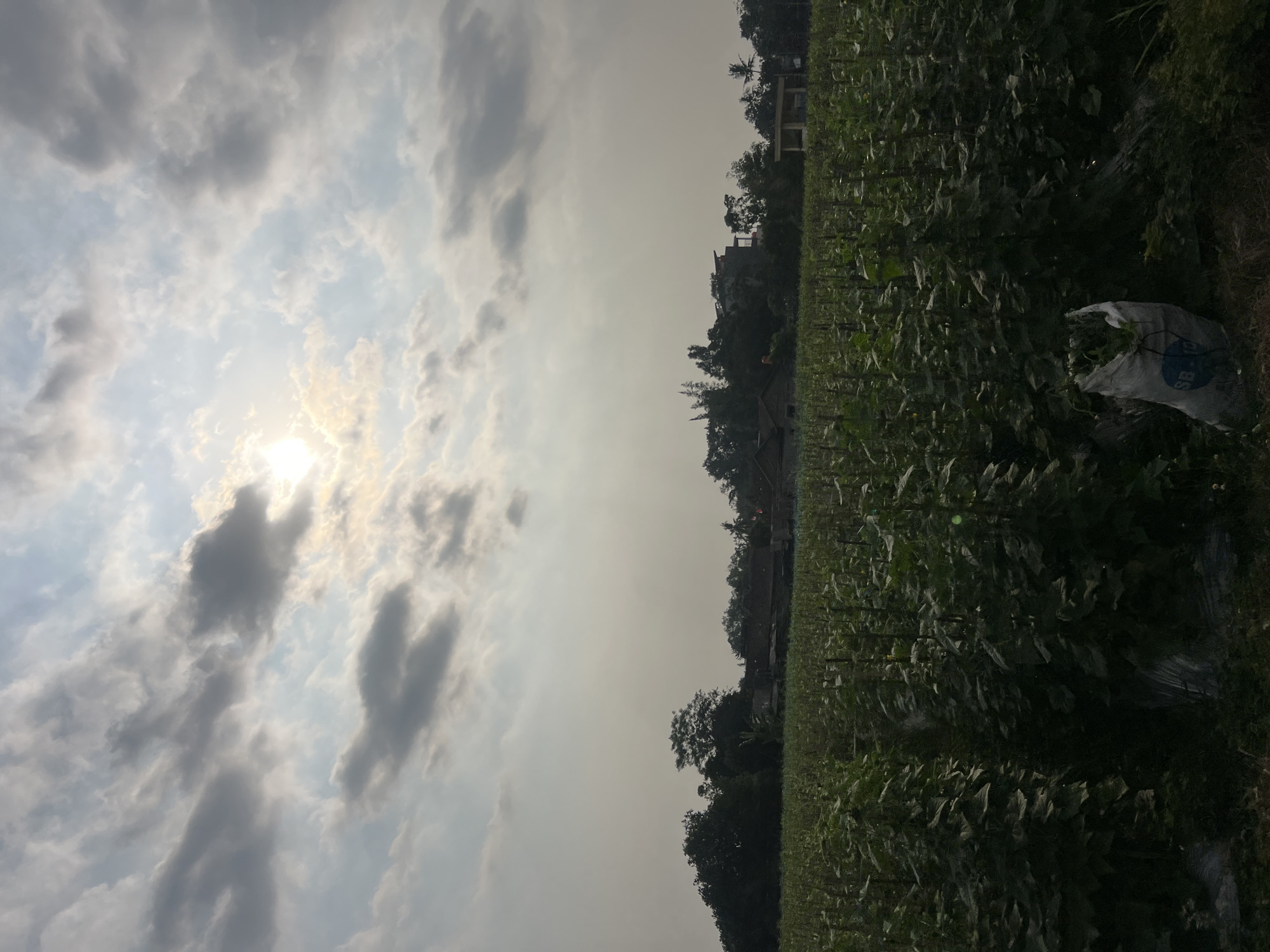 The image depicts a vast field of tall, green plants, likely crops, in Ngaglik, Indonesia. The field stretches across the foreground and midground, with rows of the plants clearly visible. In the background, a cluster of buildings, possibly houses and a taller structure, are nestled amongst a dense line of trees. Above the landscape, the sky is filled with a mix of light and dark clouds, with the sun partially obscured, casting a soft glow. A white bag, partially filled with green foliage, rests on the ground in the lower right portion of the frame. The overall impression is one of rural agricultural activity under a cloudy sky.