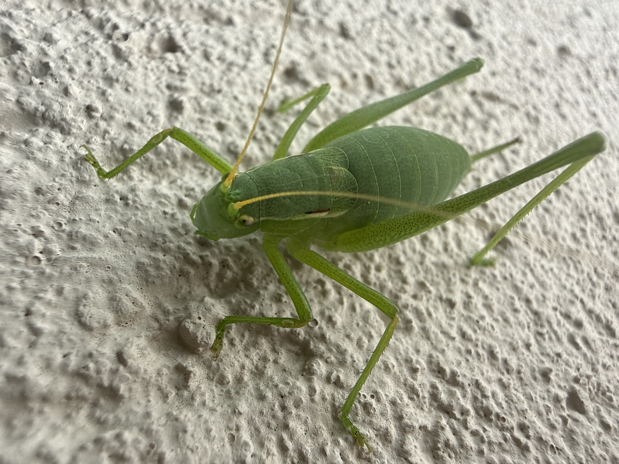 A macro photograph captures a bright green katydid with long antennae, positioned on a textured, light-colored wall, likely stucco or concrete. The katydid is facing the right side of the frame, with its body angled slightly upwards. Its slender legs are extended, gripping the rough surface of the wall. The katydid's eyes are small and dark, and its mouthparts are visible. The wall's surface is irregular, with small holes and bumps creating a grainy texture. The lighting appears to be natural, casting subtle shadows that highlight the texture of the wall and the contours of the insect. The image provides a close-up view of the katydid and its immediate surroundings. The location is described as Sulitsa, Bulgaria.