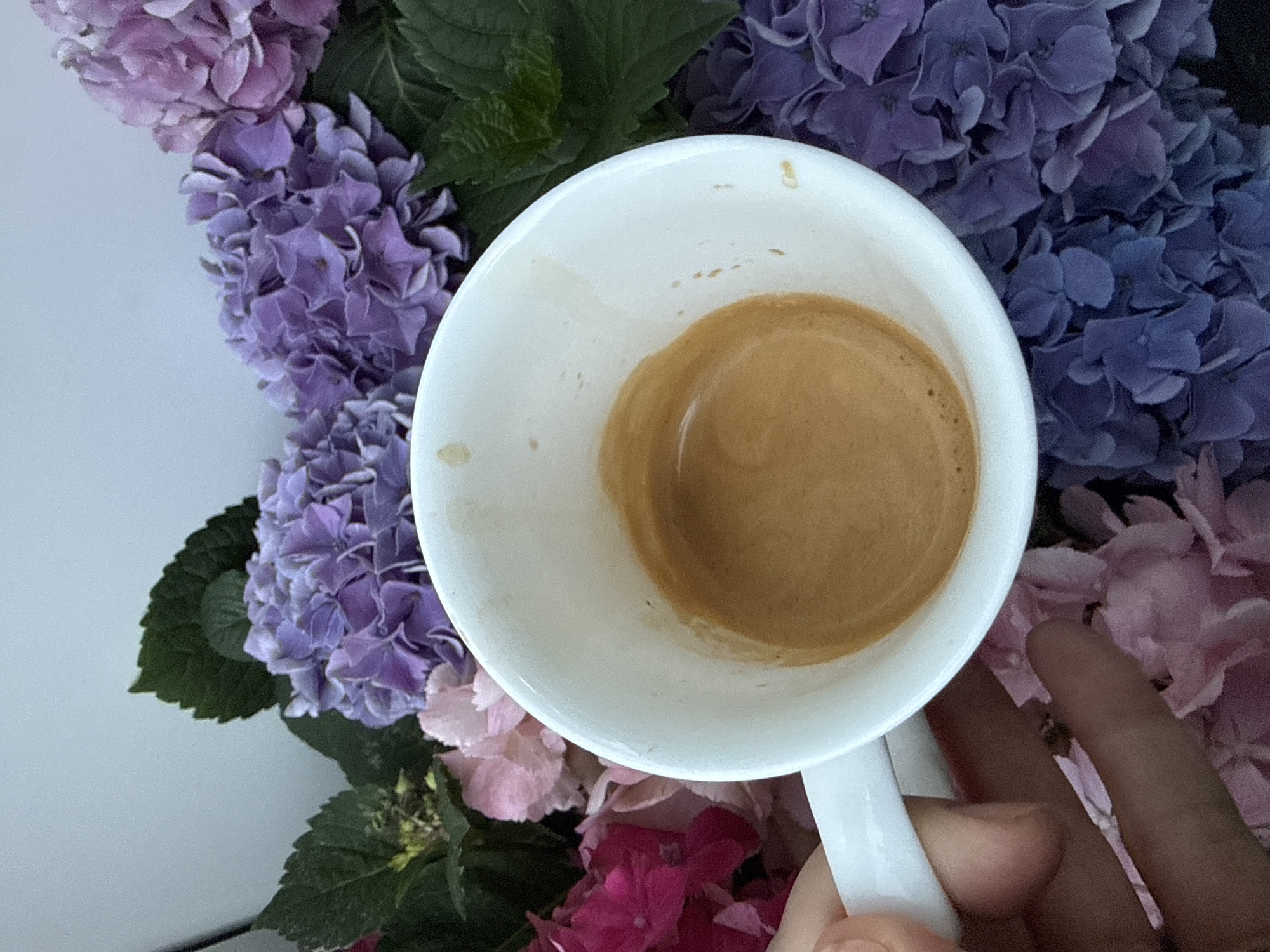 A close-up, top-down view shows a white ceramic cup containing a small amount of dark brown liquid with a crema top. The cup is held by a person's hand, with the thumb and index finger visible. The cup is positioned in front of a backdrop of hydrangeas in various shades of pink, purple, and blue. The lighting appears to be soft and natural. There is no indication of the city of Bad Sachsa, Germany, in the image.