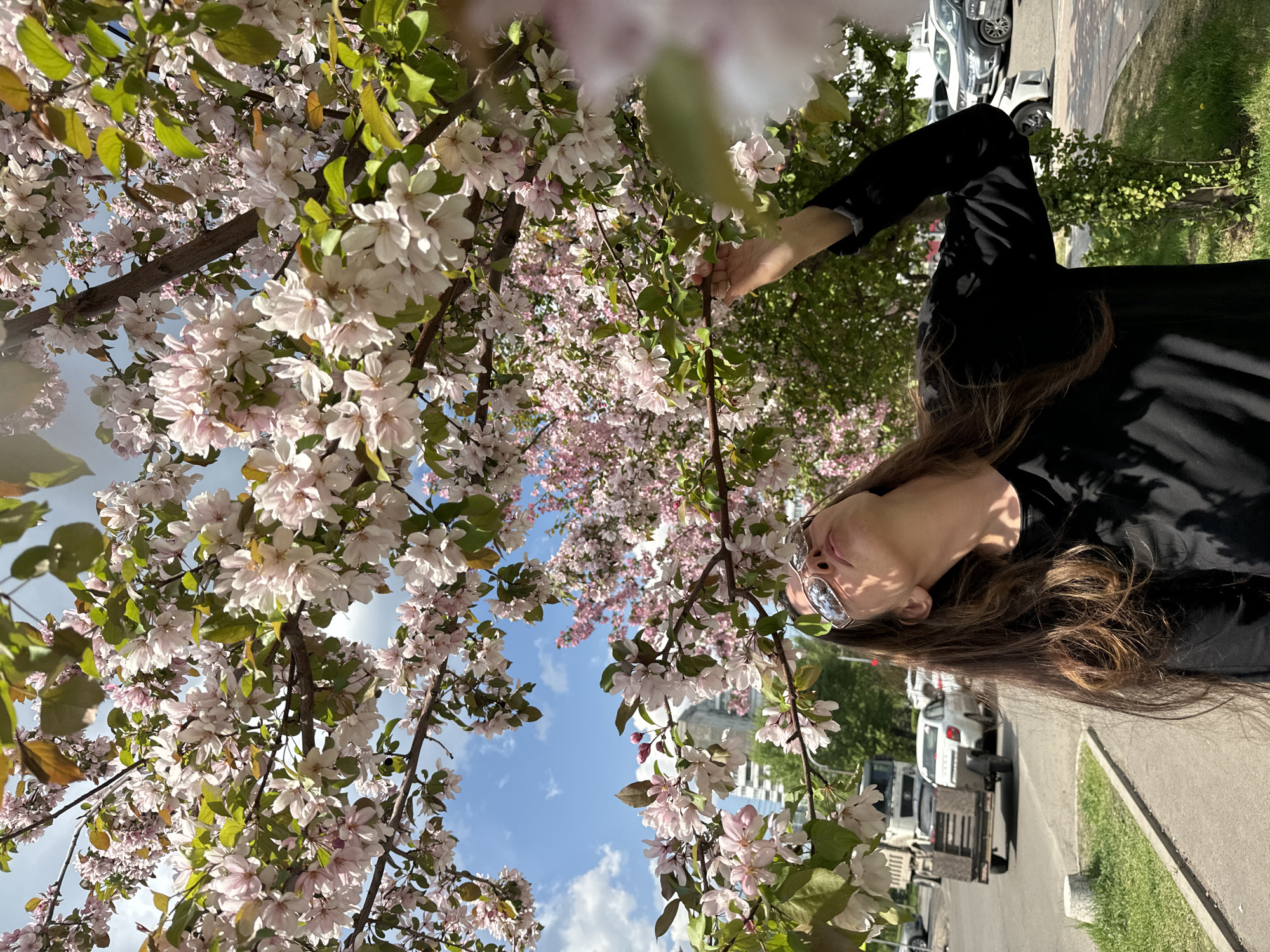A person is standing beneath a flowering tree, possibly in Krasnoyarsk, Russia, as the background includes buildings and vehicles typical of a city setting. The person is wearing a black top and glasses, and they are looking up at the tree with a hand extended towards a branch. The tree is in full bloom with pink and white blossoms, and patches of blue sky with clouds are visible through the branches. The scene also includes a sidewalk, grass, parked cars, and a building.