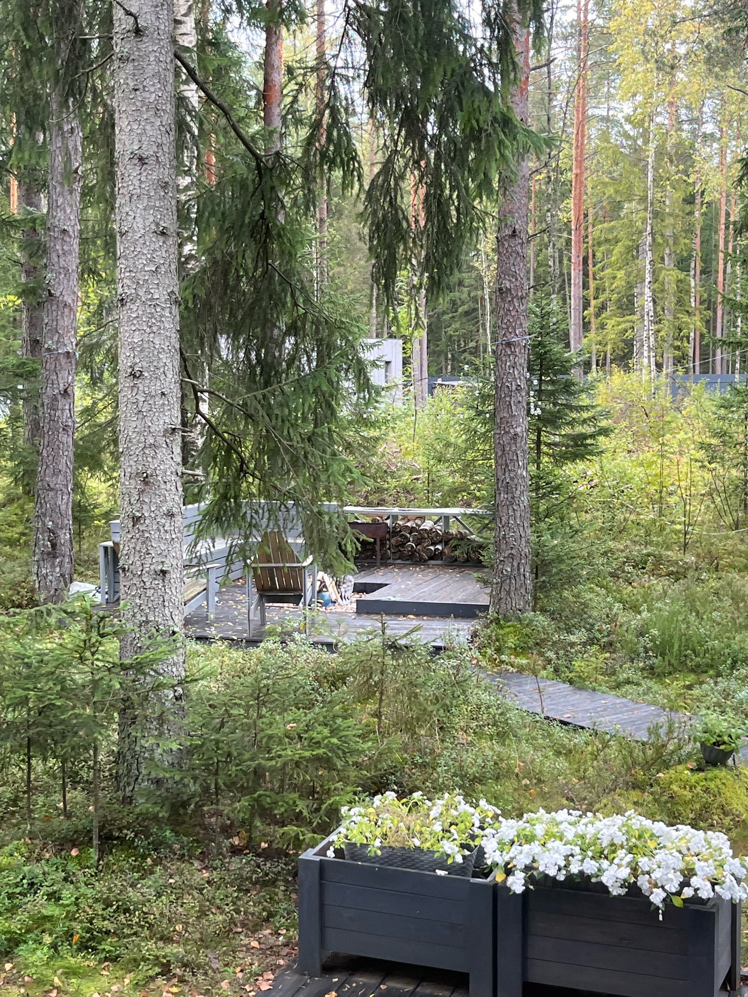 The image depicts a contemporary wooden deck area in a lush, forested setting, likely in the city of Arfa, Russia. Tall, mature trees, including pines and birches, dominate the scene, with dense undergrowth of smaller evergreen trees and shrubs. The deck features dark grey wooden planks forming pathways and elevated platforms. A portion of the deck has a railing and a stacked pile of firewood. There are also two dark grey planters filled with white flowers in the foreground. In the mid-ground, a wooden chair is visible on the deck. Structures, possibly houses or outbuildings, can be seen partially obscured by the trees in the background. The overall environment suggests a natural, tranquil outdoor space. There are no people visible in the image.