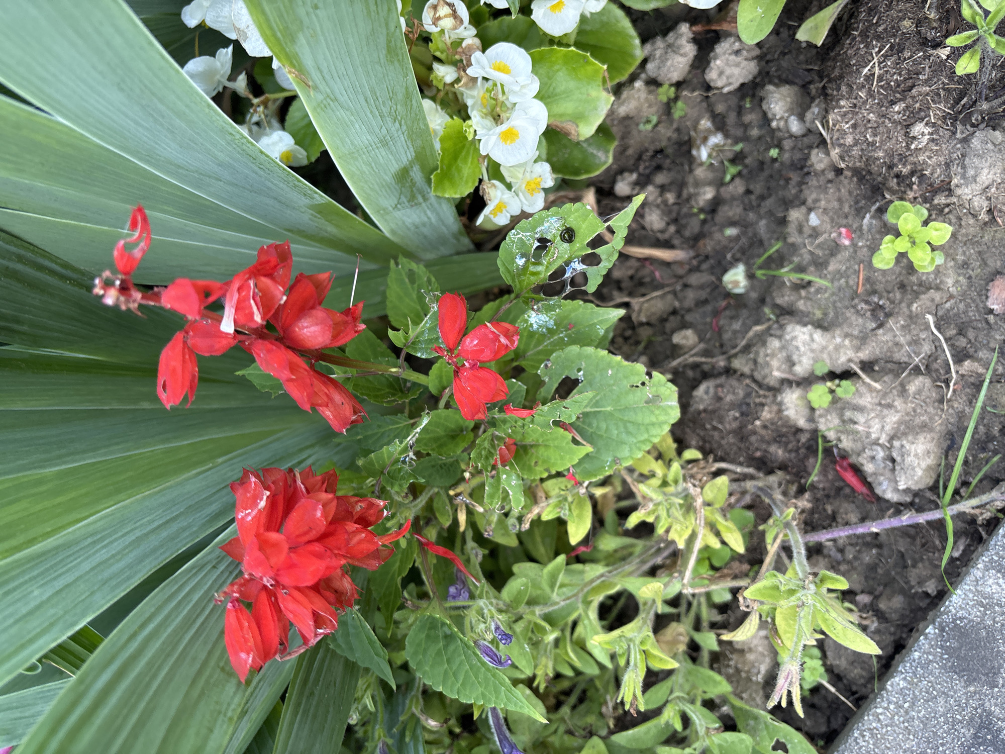 A close-up, overhead shot captures a collection of vibrant red salvia flowers blooming in a garden bed. The salvia plants are in the foreground, with their bright red blossoms contrasting against the lush green leaves behind them. To the right of the salvia, a cluster of small white flowers with yellow centers adds a touch of delicate beauty to the scene. The soil is dark and rich, with a few small pebbles and sprigs of green scattered throughout. The overall impression is one of natural beauty and flourishing life.
