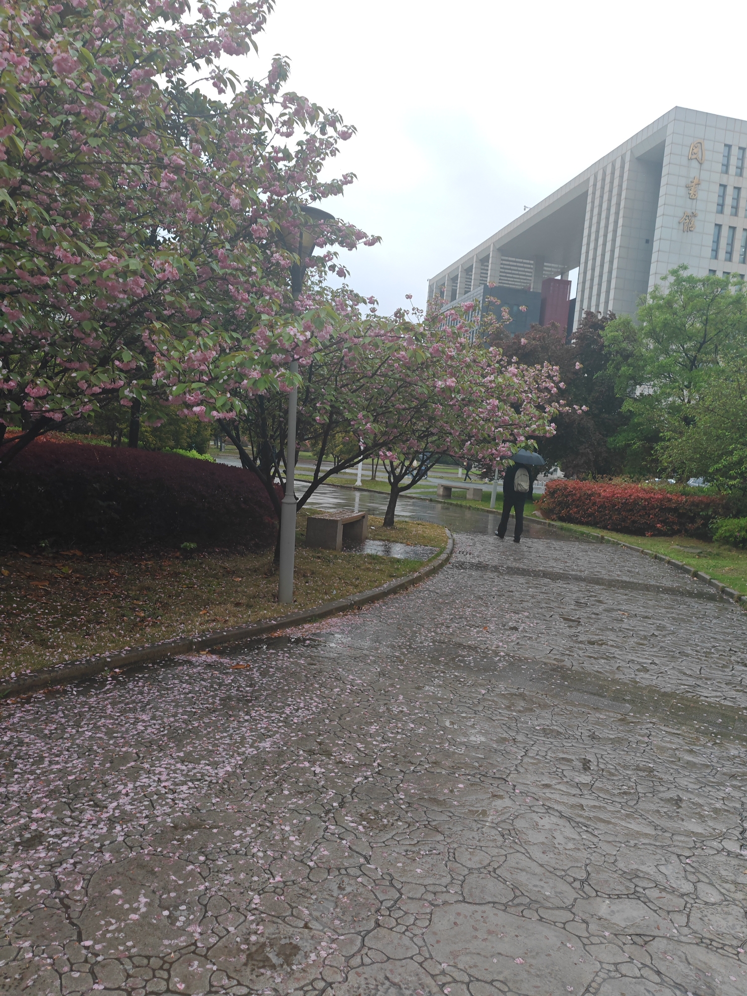 The image captures a rainy day scene at Hohai University Jiangning Campus, located in Jiangning District, Nanjing, China. The foreground features a stone-paved path covered with fallen pink cherry blossom petals. To the left of the path are trees with blooming pink flowers and a dark red bush. A person holding a black umbrella is walking along the path away from the camera. Behind the person are more trees, bushes, and the university library building with Chinese characters on its facade. The sky is overcast. The overall atmosphere suggests a wet, spring day on the university campus.