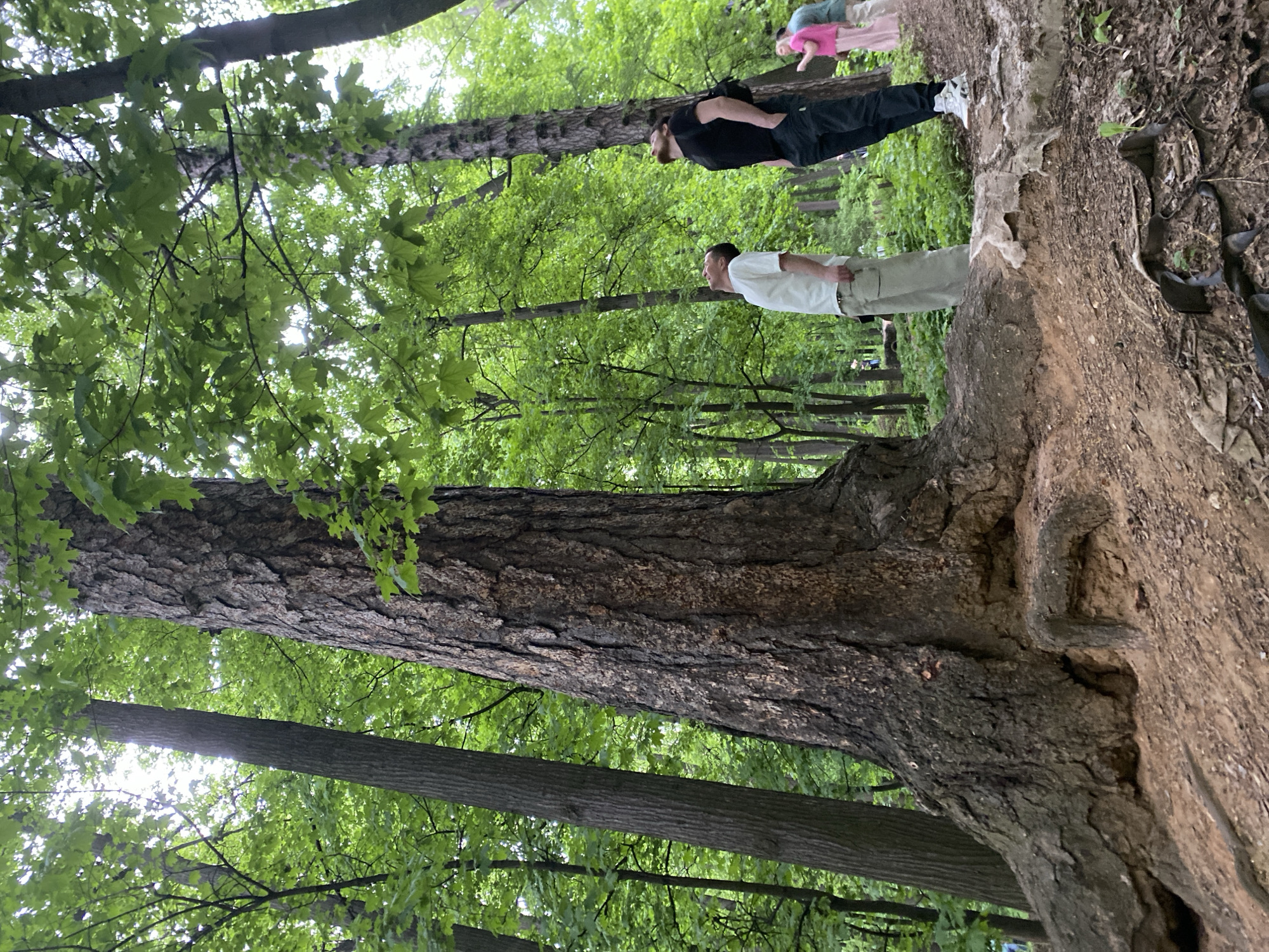 The photograph captures a wooded area, potentially a park, with a large tree as a central focus. The tree's thick trunk dominates the foreground, its bark textured and deeply furrowed. Overhead, a canopy of green leaves filters the sunlight, creating a dappled effect. Three individuals are visible in the background, standing near the base of the tree. Two adult males, one dressed in black and another in a white shirt and light-colored pants, are standing together. A smaller person, possibly a child, is wearing pink and stands behind them. The scene is in the city of Unknown, Unknown.