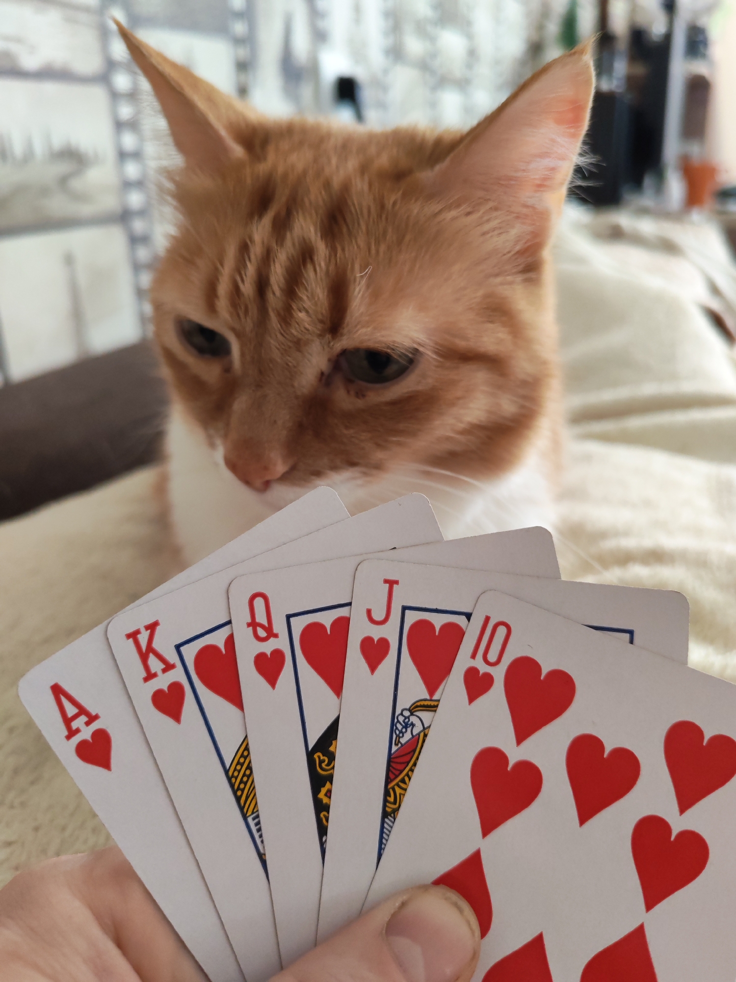 A person is holding a hand of playing cards, showing a Royal Flush in hearts (Ace, King, Queen, Jack, 10), with an orange tabby cat in the background. The cat is out of focus and appears to be looking at the cards. The scene is likely indoors, on a soft, light-colored surface, and the background shows a wall with a pattern of light and dark squares. The scene appears to be located in the city of Chaikovsky, Russia.