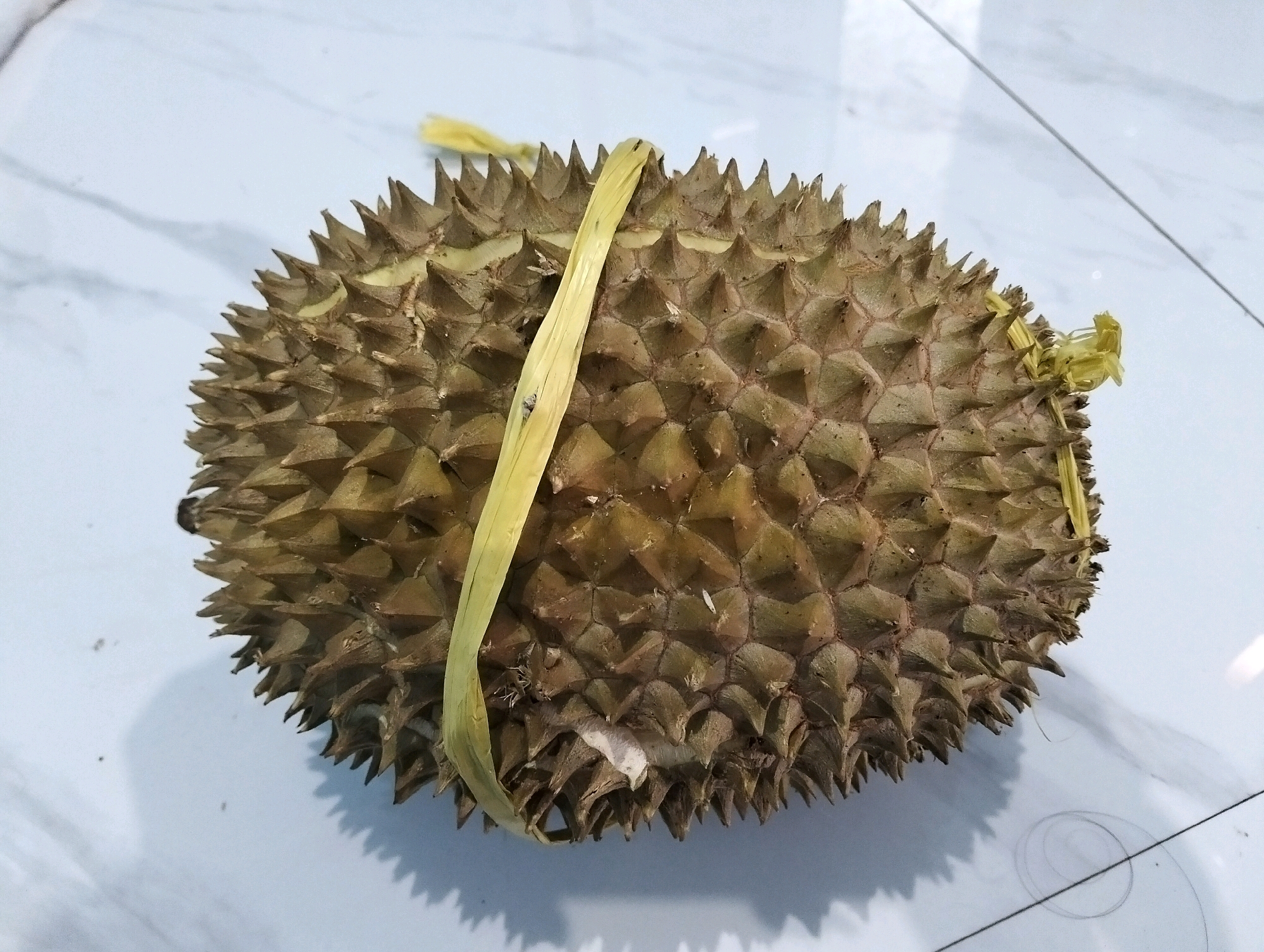 A durian fruit is positioned on a light-colored, marbled surface, likely a countertop or floor, within a residential setting in Cileungsi, Indonesia. The durian is a medium-sized fruit, characterized by its spiky, green-brown rind and is secured with a yellow straw-like band that wraps around its circumference. The surface it rests on displays faint lines and shadows, suggesting it is indoors. There are no people visible in the image, and the focus is solely on the durian and its immediate surroundings. The overall lighting appears to be ambient, with a shadow cast by the durian indicating a light source from above and to the right. The image is a close-up shot, emphasizing the texture and details of the fruit.