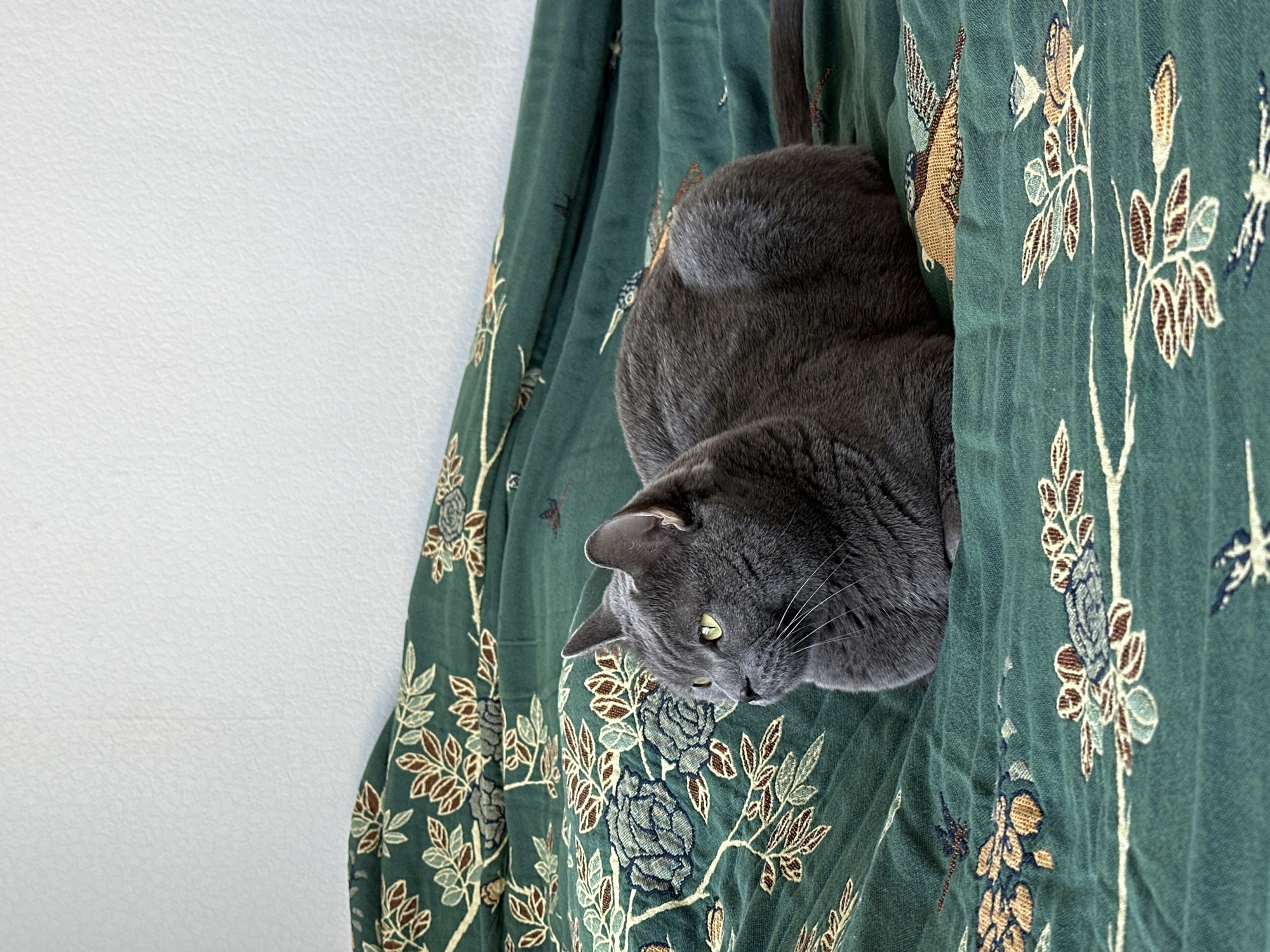 A grey cat with dense, short fur and striking green eyes is observed resting on a dark green textile. The cat is oriented to the left, its body compactly positioned with paws concealed, resembling a 'loaf' posture. Its gaze is directed towards the left, conveying alertness. The textile features an intricate pattern of light brown, light green, and muted blue-grey botanical and avian motifs. This fabric is draped and exhibits folds, suggesting it is a blanket or duvet. A plain, light-colored, textured wall serves as the background, occupying the upper portion of the frame. The scene is located in a domestic environment within the city of Drozhzhino, Russia.