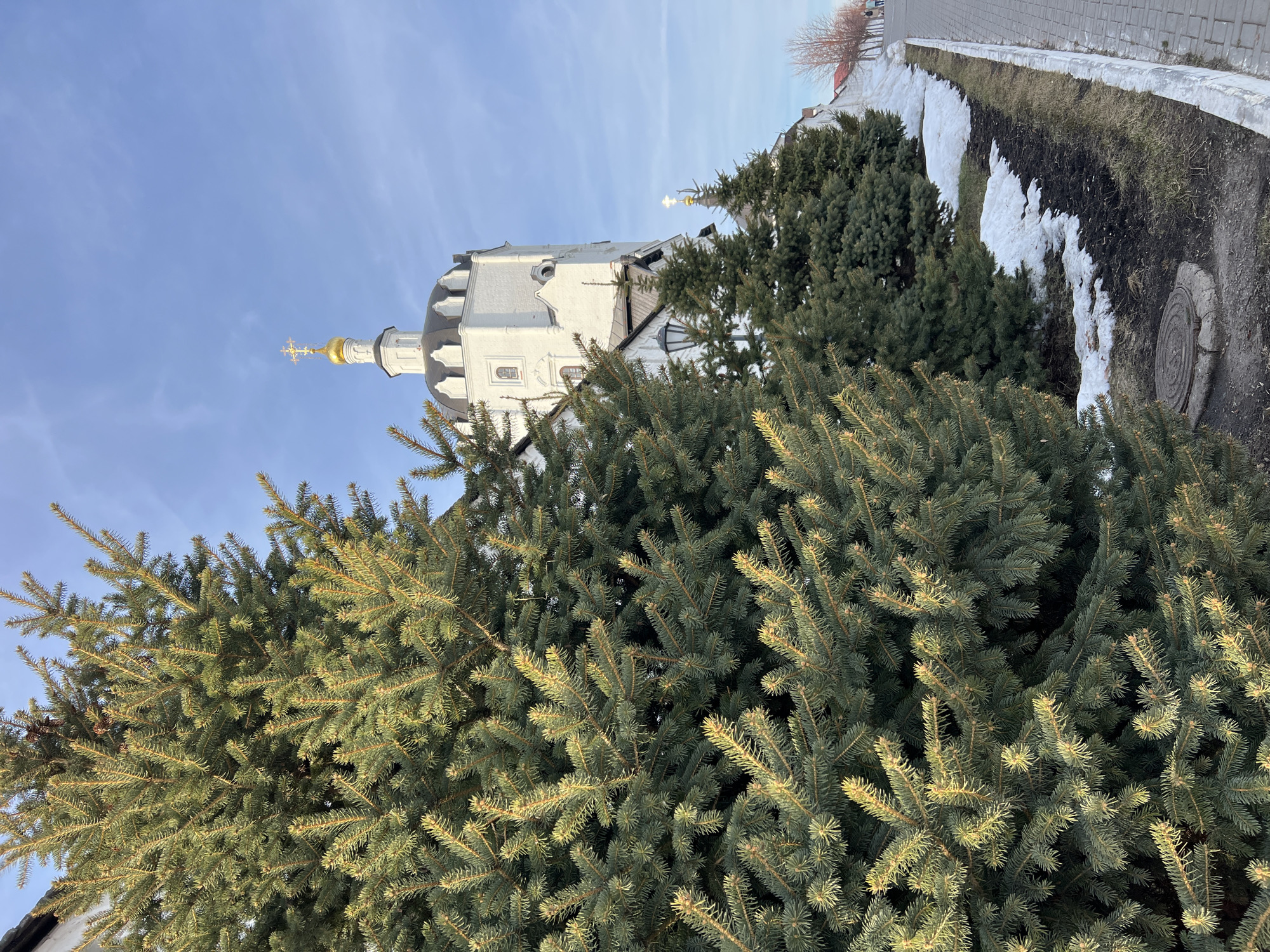The image displays an exterior scene in Sviyazhsk, Russia, likely depicting a portion of the Sviyazhsk Assumption Monastery complex during late winter or early spring.
In the left foreground, a dense, tall evergreen tree, likely a spruce or fir, fills approximately half of the frame, its needles appearing green with golden highlights from direct sunlight. Behind this tree, and dominating the midground, is a multi-story white stone building with a dark, tiered, domed roof structure. A slender white tower emerges from this building, capped by a golden onion-shaped cupola surmounted by a golden Orthodox cross. Further to the right, a row of smaller evergreen trees is planted in front of the white building, partially obscuring its lower sections. An attached, dark-colored lantern fixture is visible on the building's facade.
Along the bottom right of the image, a paved, light grey sidewalk or pathway is present, bordered by a low concrete curb. Between the sidewalk and the row of evergreen trees, the ground consists of dark soil, interspersed with patches of dry, light brown grass and residual melting snow. A circular, metallic manhole cover is embedded in the ground near the base of the large foreground tree. In the far distance on the right, a white wall or building with a reddish-brown roofline is partially visible, along with the bare branches of deciduous trees. Two indistinct human figures are observed walking on the paved path in the far background. The sky is clear blue with minimal wispy clouds, indicating fair weather conditions.