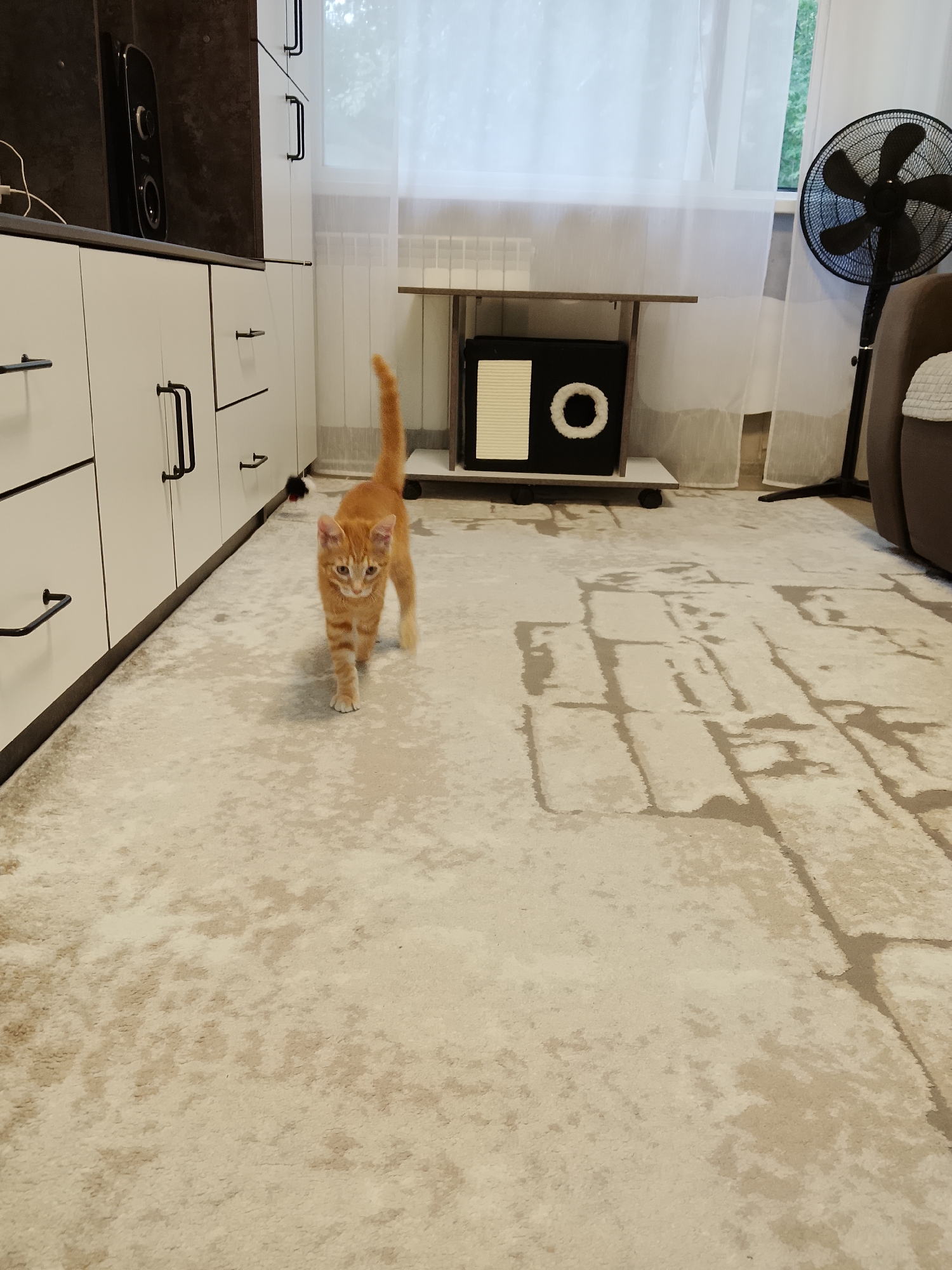 An orange tabby kitten walks across a light-colored carpet with a subtle pattern. The kitten is in the foreground and is the primary subject of the image. In the background, there is a white cabinet unit with black handles, a dark-colored speaker on top of the cabinet, and a small black and white cat tower. Further in the background, a white sheer curtain covers a window, a black oscillating fan stands to the right, and a part of a brown armchair is visible. The scene appears to be indoors in a domestic setting.