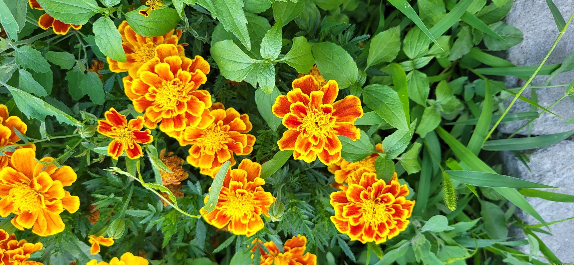 A close-up, top-down, eye-level shot captures a cluster of vibrant marigolds in bloom. The flowers exhibit a striking bicolor pattern of bright yellow at the center, transitioning to a fiery orange and deep red at the tips of their ruffled petals. They are nestled amongst lush, green foliage and a few blades of grass. The background is softly blurred, suggesting a shallow depth of field. The image was taken in Taldykorgan, Kazakhstan, though no specific landmarks or urban features are visible. The scene is natural and devoid of any human presence or activity.