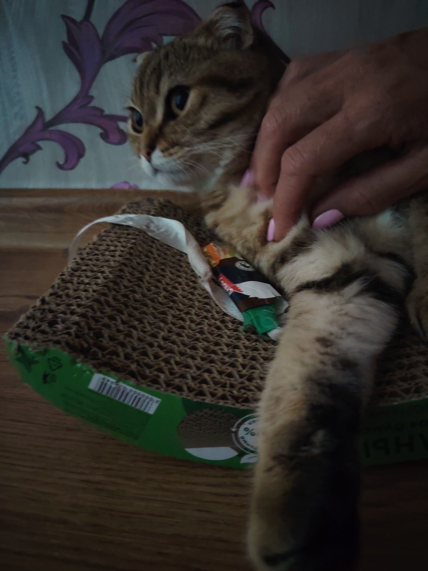 A tabby cat is lying on a scratching post. A person's hand is stroking the cat's back. The cat has light brown and black stripes. The scratching post is made of corrugated cardboard and has a green edge with text and symbols. A small, colorful package, possibly a treat, is attached to the scratching post near the cat's hind leg. The background shows a patterned curtain and a wooden floor.