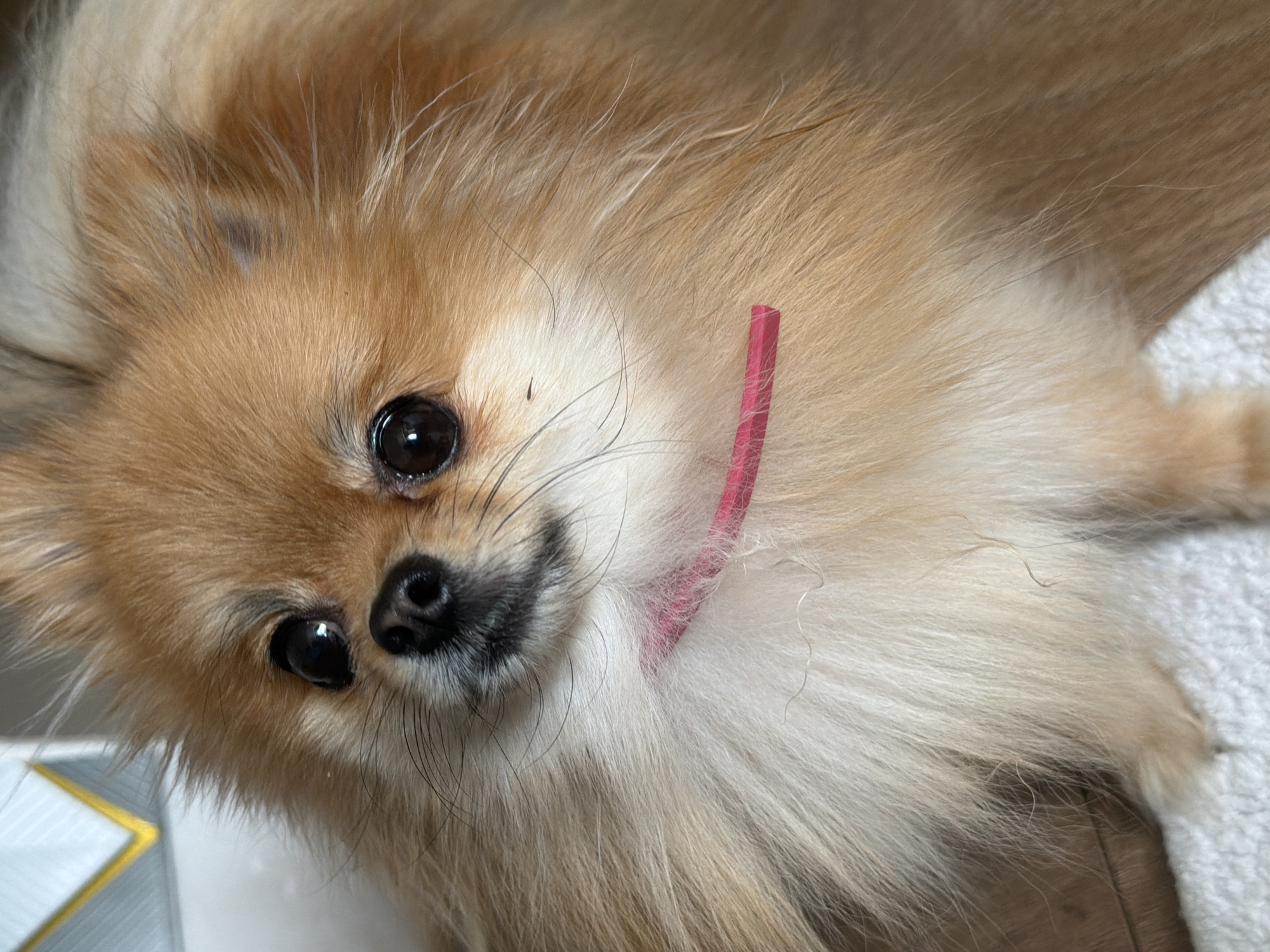 A close-up shot of a Pomeranian dog with tan and white fur wearing a pink collar. The dog's head is tilted, and it is looking directly at the camera with its dark eyes. The background includes a white surface, likely fabric, and a glimpse of a white and gold object in the lower left corner. The image does not contain specific indicators that would establish its location in Chaikovsky, Russia.