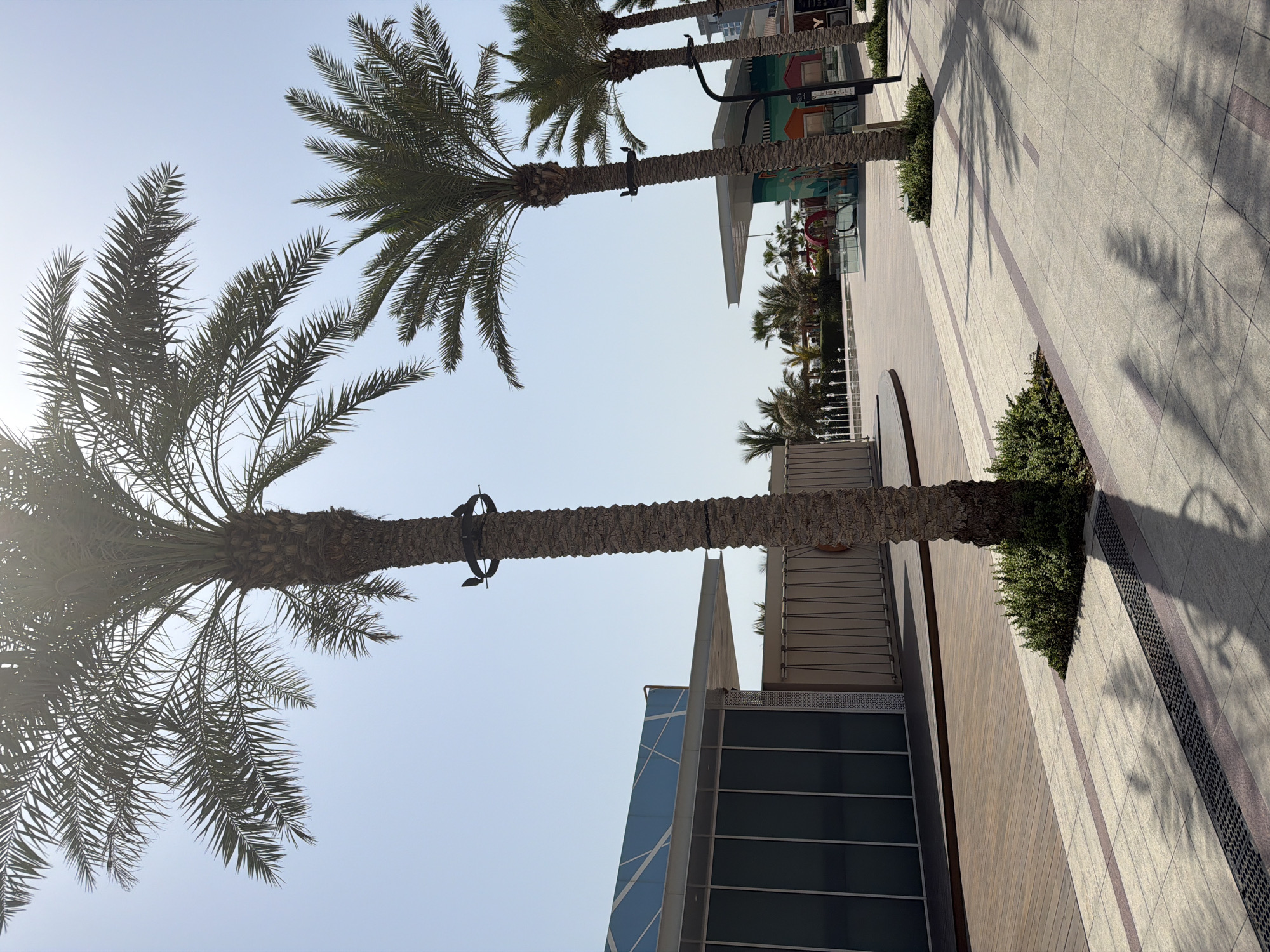 This image depicts a sun-drenched outdoor promenade in Dubai, United Arab Emirates, likely within a contemporary commercial or entertainment district. The foreground is dominated by a paved walkway with a repeating pattern of light-colored tiles and darker, maroon-colored inset strips. Palm trees, characteristic of Dubai's landscape, are positioned along the walkway, casting dappled shadows onto the ground. One prominent palm tree in the mid-ground has a circular metal restraint around its trunk.
To the left of the walkway, a modern building with a blue and white patterned facade and large, dark-tinted windows is visible. Adjacent to this structure is a wooden deck area, suggesting a tiered or multi-level design. Further into the background, more palm trees and contemporary architectural elements can be seen, including what appears to be a kiosk or small shop with colorful murals. In the far distance, a fountain or water feature is partially visible, contributing to a sense of leisure and public space. The sky is clear and bright, indicative of the region's typical sunny weather. No people are discernable in the frame, giving the scene a tranquil, almost staged appearance. The overall impression is one of modern, well-maintained urban design in a warm climate.
