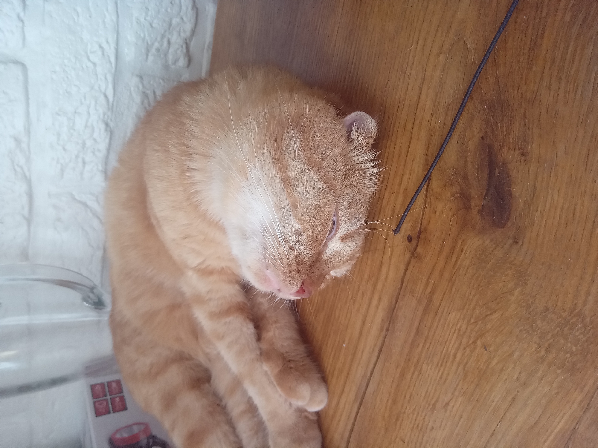 A light orange tabby cat is curled up and sleeping on a wooden surface. The cat's eyes are closed, and its head is tucked into its body. The fur is a pale orange with darker orange stripes. A thin, dark cord or string is visible on the wooden surface, running diagonally across the image. In the background, a white brick wall is visible, along with a portion of a clear glass object, possibly a pitcher or blender. There is no indication of the cat's location within the city of Terebovlia, Ukraine, or any other specific location.
