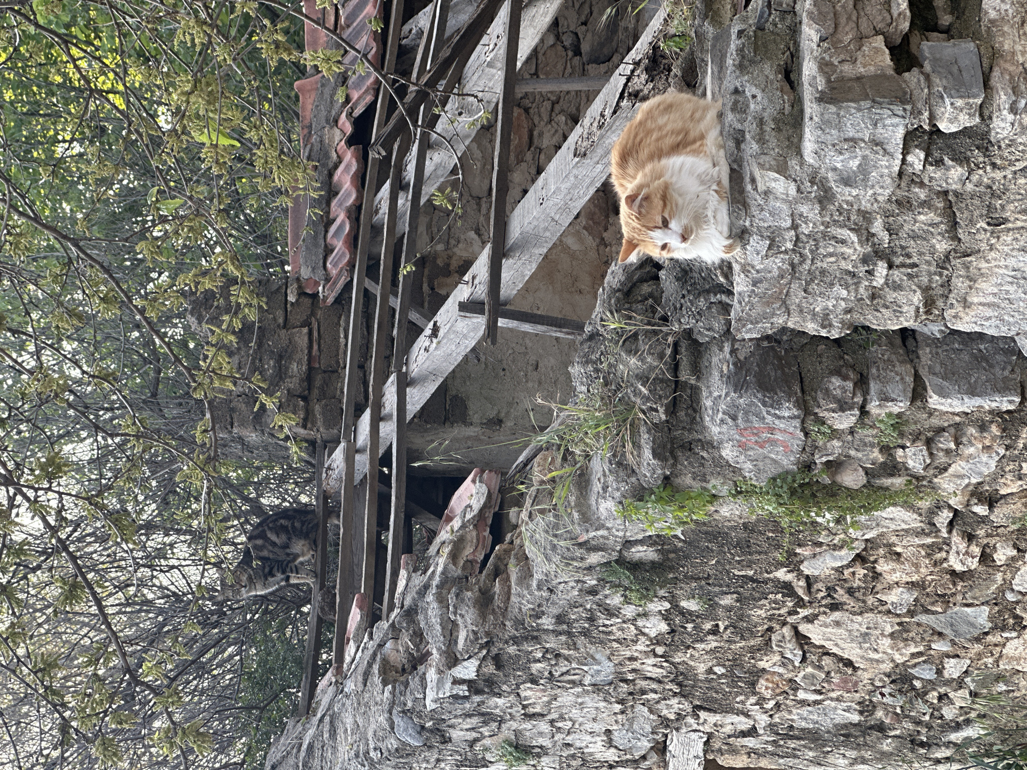 The image shows a derelict stone building with a crumbling roof and wooden support beams. Two cats are visible: an orange and white cat perches on a stone ledge on the right, while a tabby cat is nestled within the foliage and structure on the left. The building is partially obscured by trees. The image was taken in the city of Datça, Turkey.