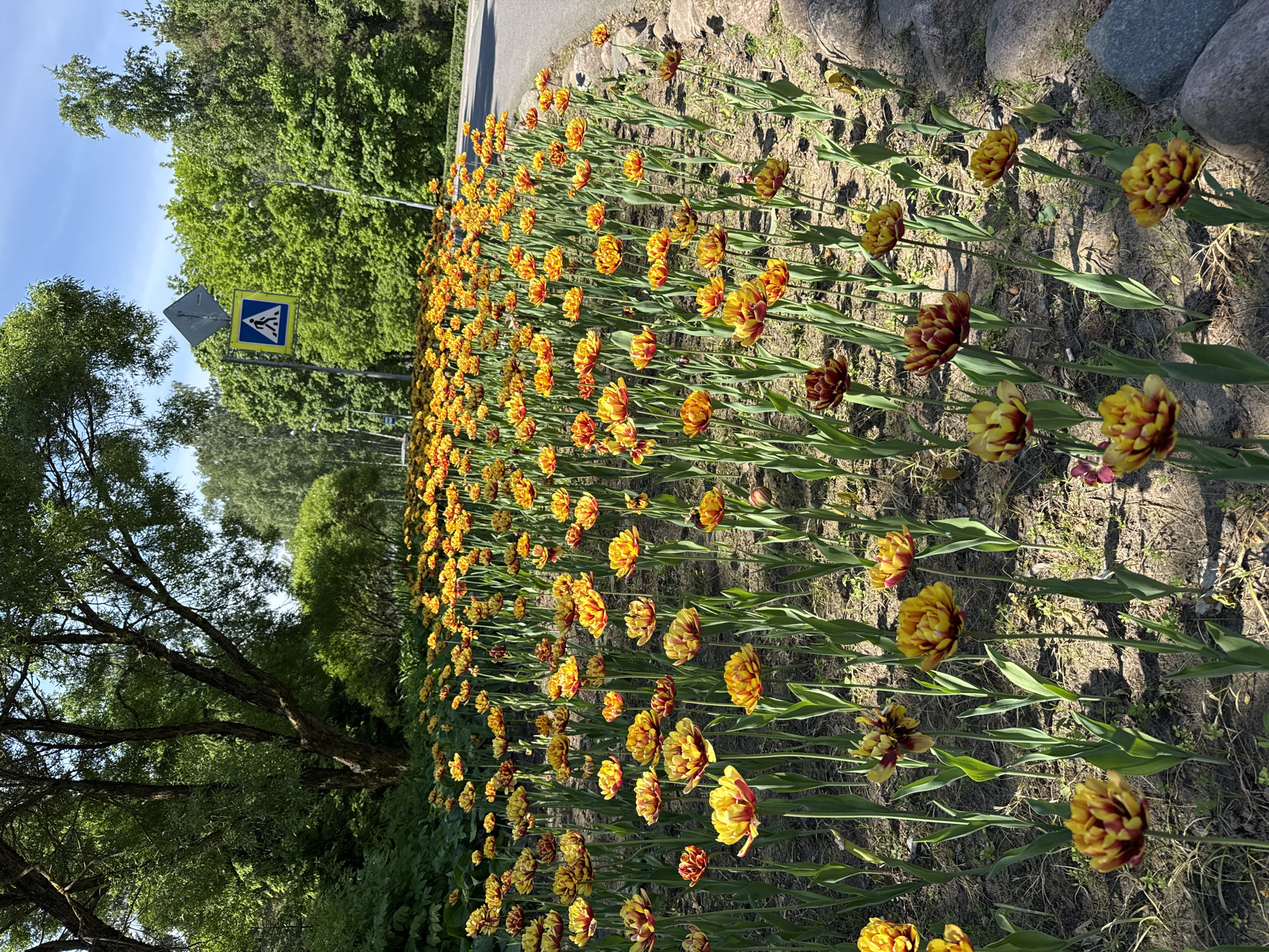 A long, vibrant bed of tulips stretches along a paved path or road, bordered by lush green trees under a clear blue sky. The tulips are predominantly yellow with striking red and orange variegation, appearing in organized rows that recede into the distance. In the foreground and midground, the individual blooms, with their sturdy green stems and leaves, emerge from dark soil, some sections of the flowerbed edged by large, grey rocks.
The scene depicts a sunny day, with bright natural light casting shadows, suggesting either morning or afternoon. No specific human activity is taking place; the image focuses on the floral display and natural environment. In the midground on the left, a blue and yellow pedestrian crossing sign, featuring a white pictogram of a person walking, is visible, indicating the presence of a pedestrian crossing nearby. A street light pole is also discernible further back among the trees. The surrounding green foliage creates a tranquil park-like setting. This scene is located in Zelenogorsk, Russia.