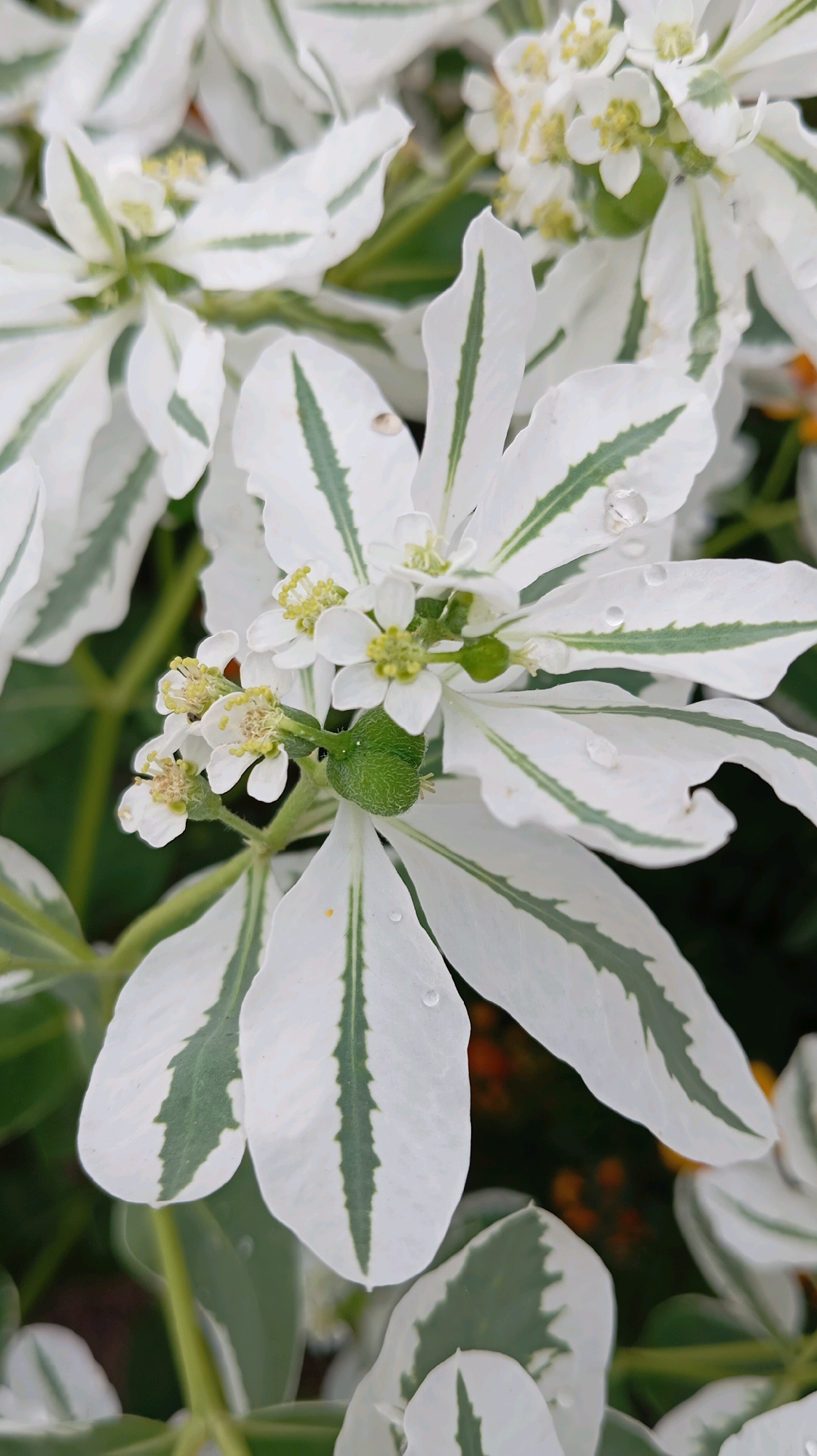 This is a close-up, eye-level, vertical shot of the variegated leaves and white flowers of a Snow-on-the-Mountain plant. The leaves are ovate and pointed, with a creamy white margin and a prominent dark green stripe down the center. The white flowers are small and delicate, clustered together with prominent yellow stamens. Some water droplets are visible on the leaves. The background is blurred, consisting of green foliage and hints of orange. The scene is outdoors, likely in a garden or park. There is no indication of the city of Baksan, Russia, within the image itself.