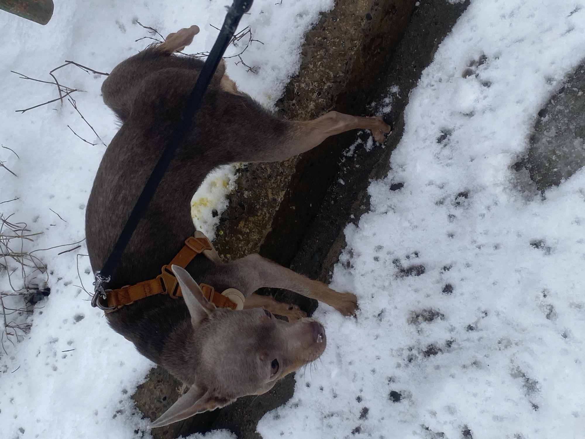 A dog is lying in the snow near what appears to be a concrete drain or curb. The dog is mostly gray and brown and is wearing a tan harness and black leash. The dog is positioned near an area where snow is missing and the ground or concrete is visible. Bare twigs and branches are also visible on the ground. The location is in Chaikovsky, Russia.