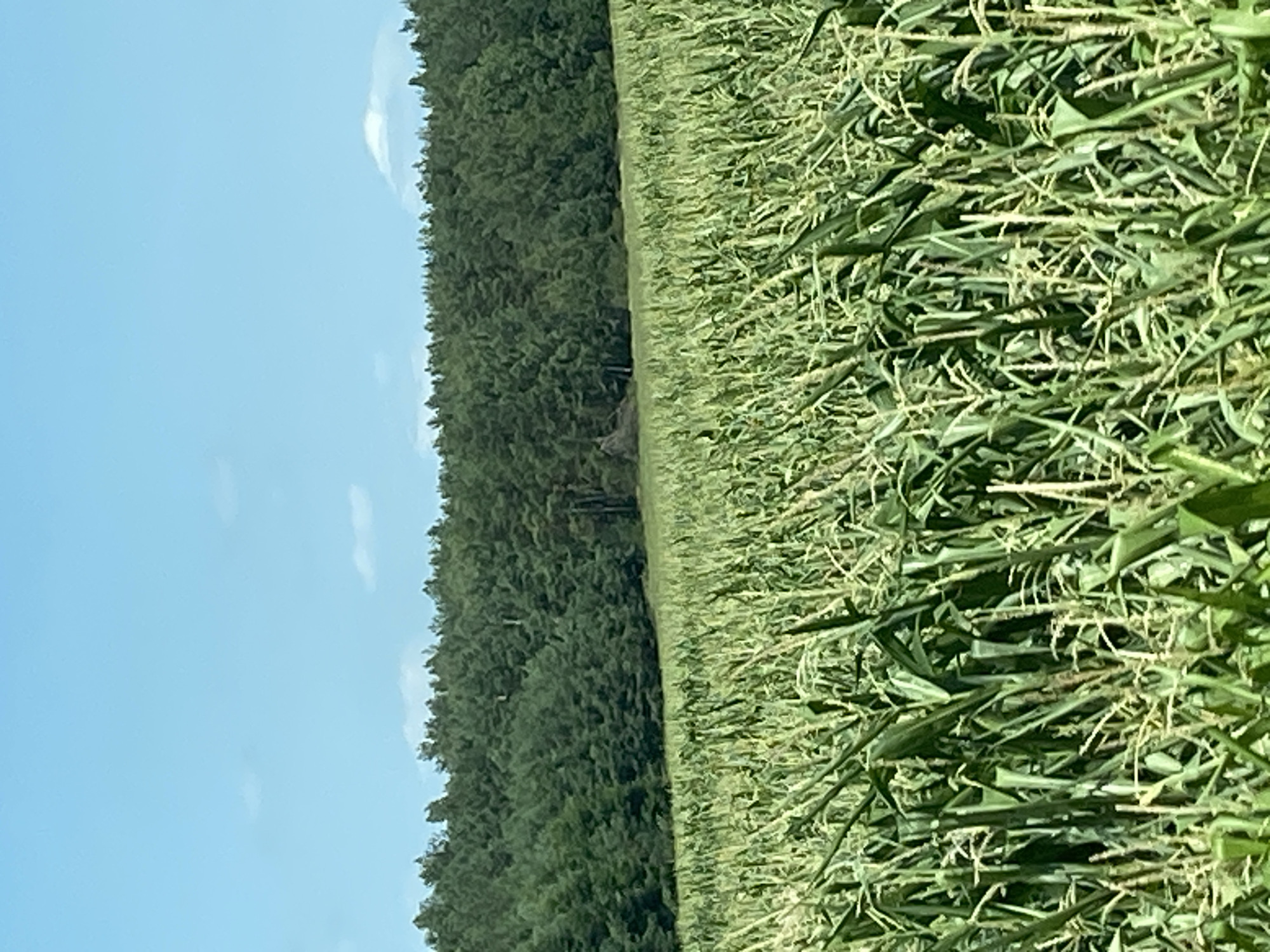 The image depicts a wide-angle view of a cornfield under a bright blue sky with scattered white clouds. The foreground is dominated by tall, green corn stalks, some with tassels. In the middle ground, the cornfield continues, with a darker green line of trees forming the horizon. These trees appear to be a dense forest. The sky occupies the upper portion of the image. The scene is located in the rural area of Матыкальскі сельскі Савет, Belarus.