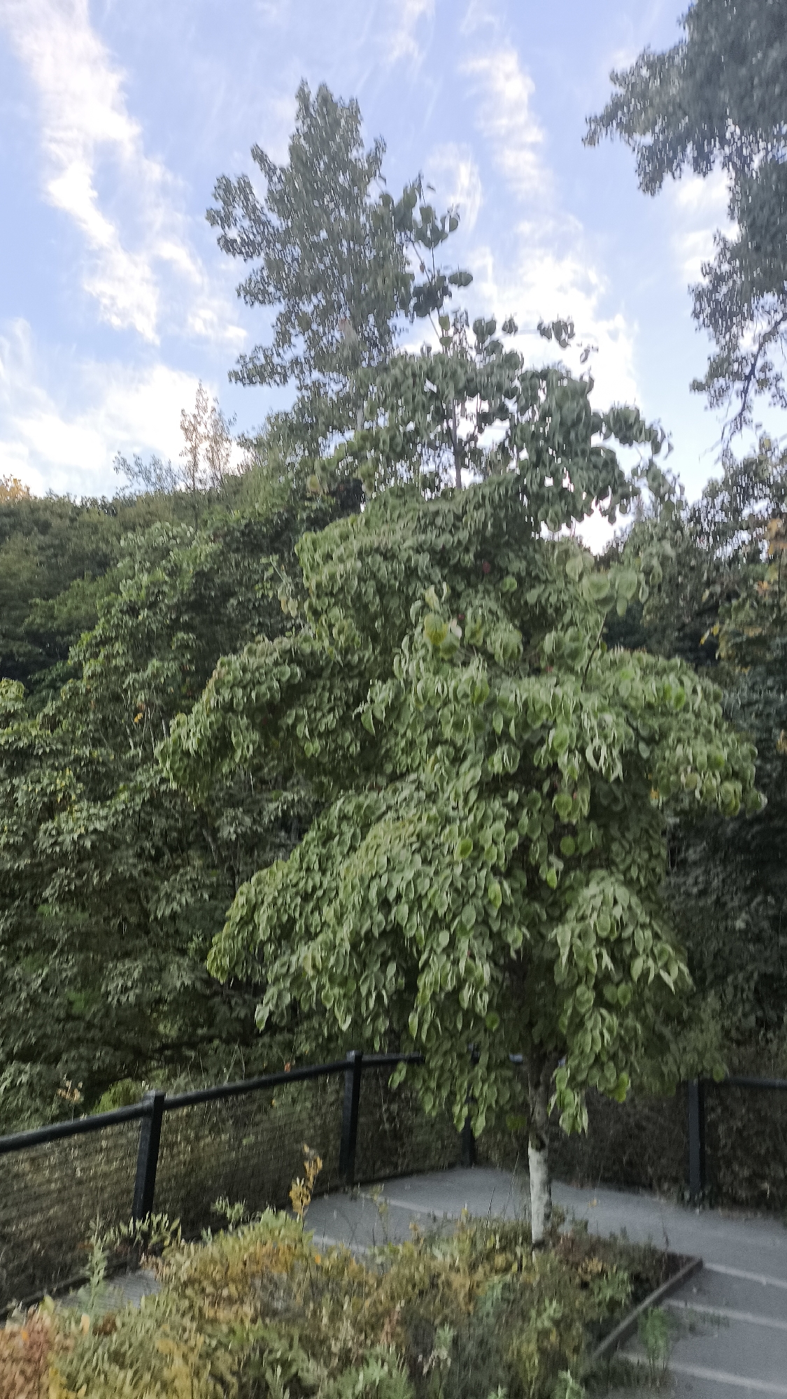 A medium shot captures a lush green tree in the foreground, its leaves a vibrant mix of green and white, with a light-colored trunk. The tree stands on a path, bordered by a black metal fence with vertical supports. Beyond the fence, a dense forest fills the midground, with the canopy of trees extending upwards to meet a sky dotted with wispy white clouds against a pale blue backdrop. The foliage in the foreground and midground is primarily green, with some hints of yellow and brown in the lower vegetation, suggesting a possible autumn season. The lighting appears to be natural daylight, casting soft shadows. The image is taken from a slightly elevated position, looking down and across the scene.