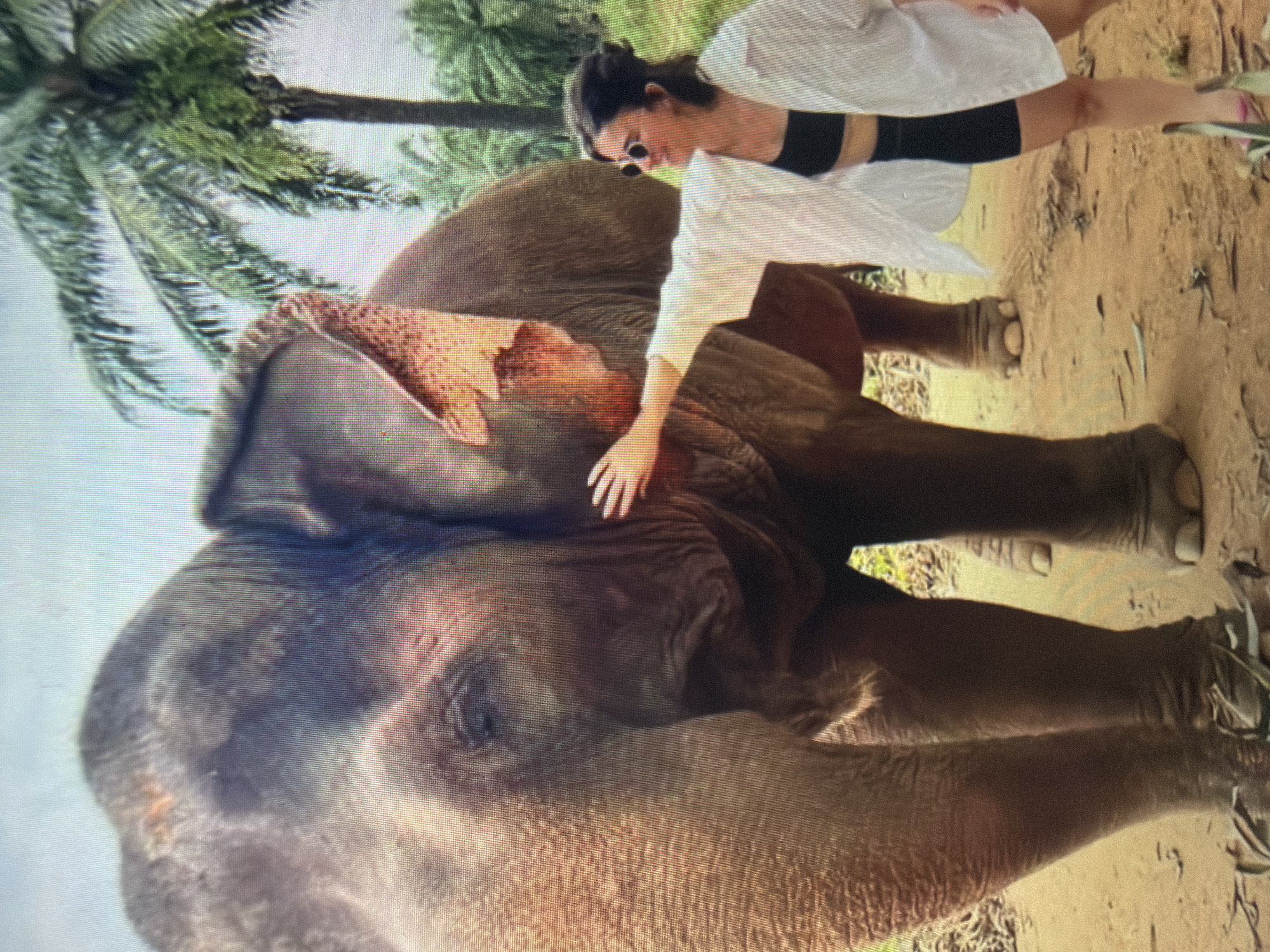 The image displays an outdoor scene in Shumen, Bulgaria, featuring a large elephant and a young adult female. The elephant, appearing to be an Asian species with textured, grey-brown skin and prominent ears, stands on a reddish-brown dirt path, facing towards the left. Its visible legs show a dusty, rough texture. To the elephant's right stands a female with dark hair pulled back, wearing round sunglasses, a white unbuttoned long-sleeved shirt over a black crop top, and black shorts. She has her right hand gently placed on the elephant's head, near its eye, and is smiling while looking towards the elephant. The background consists of tall, green palm trees and dense foliage, indicating a tropical or subtropical environment. The ground beneath the elephant and woman is dry, reddish-brown soil with sparse vegetation and debris. The lighting suggests bright daylight.