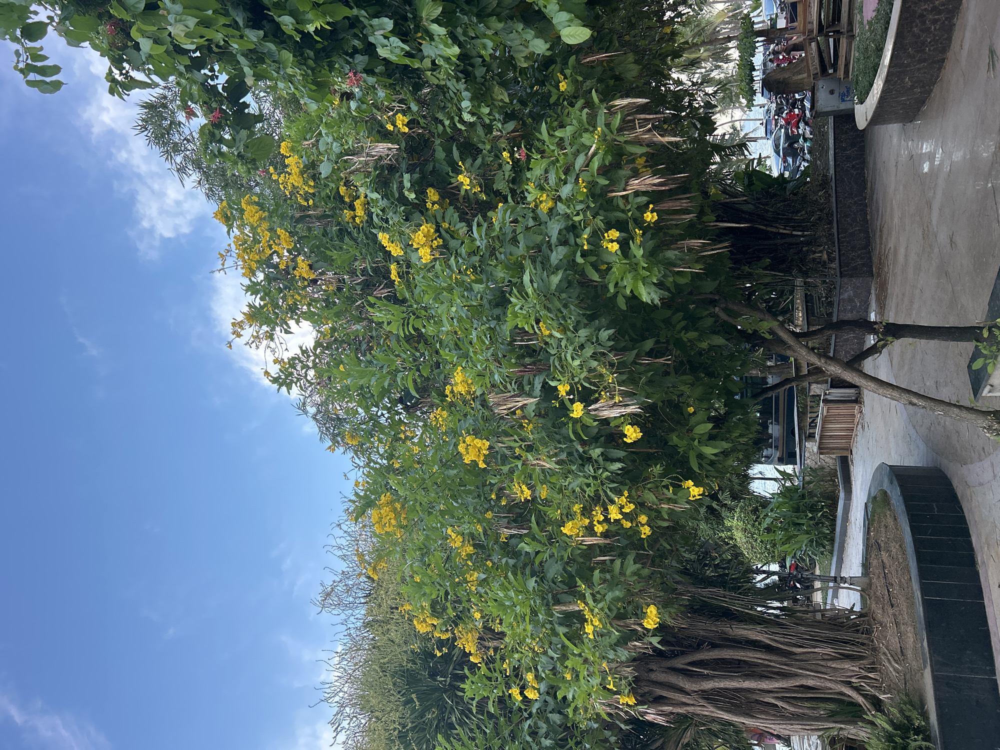 The image shows a street scene in Nha Trang Ward, Vietnam, with a focus on lush greenery and blooming yellow flowers. In the foreground, a large tree with a complex root system is prominent, its branches extending upwards and laden with vibrant yellow blossoms. The foliage is dense and green, contrasting with the blue sky dotted with white clouds.
To the right of the greenery, a paved pathway curves around a raised garden bed edged with dark stone. Beyond the pathway, there are hints of buildings and a seating area, possibly a cafe or restaurant, with wooden furniture. Several motorcycles are parked in the background, suggesting a typical urban environment.
The overall impression is one of a warm, sunny day in a tropical setting, where nature thrives alongside urban life. The image appears to be taken during daylight, with the sun illuminating the scene. There is no visible text in the image.