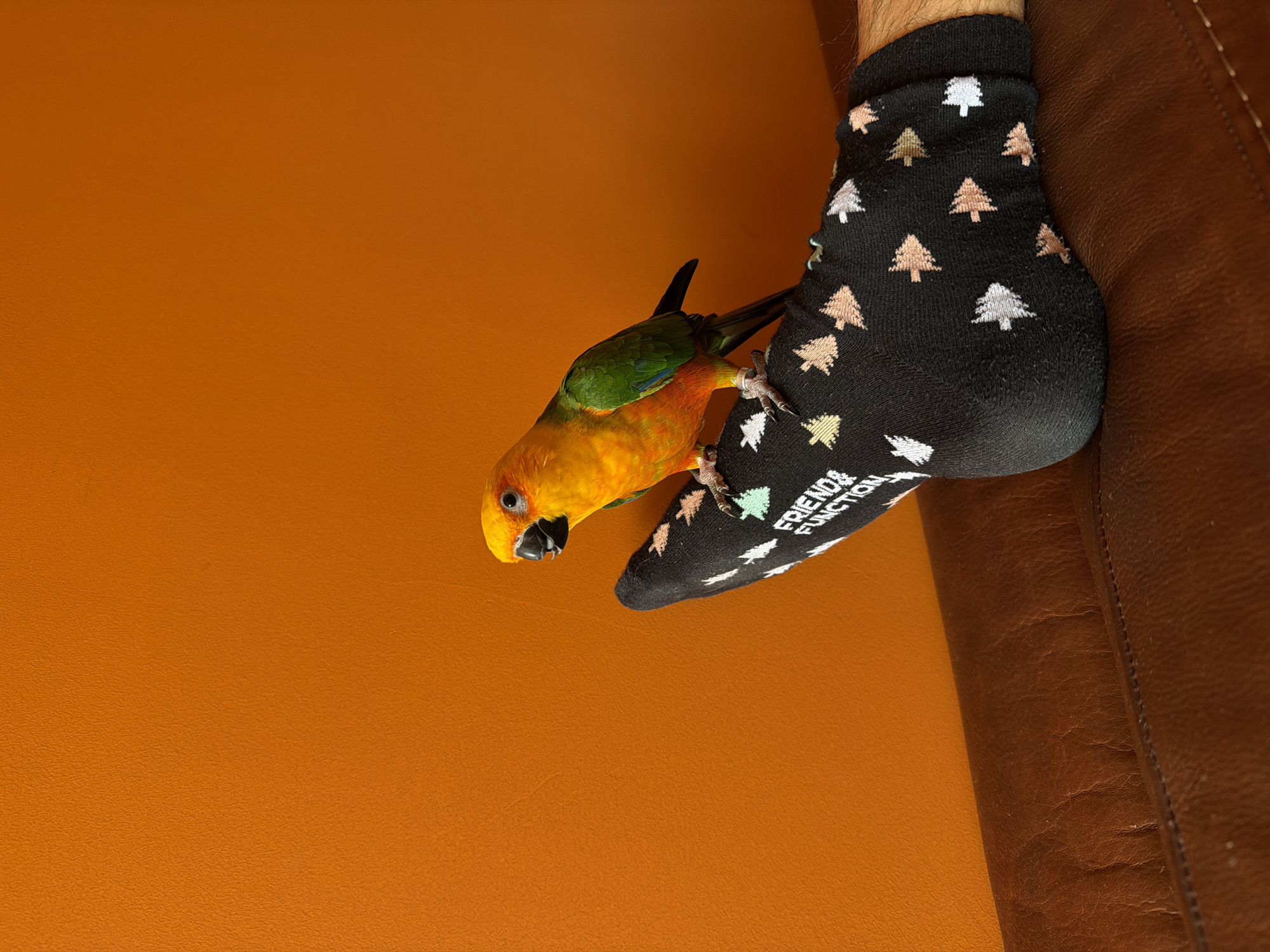 A close-up shot depicts a sun conure perched on a person's foot. The person is wearing a black sock with patterns of Christmas trees, and the words "FRIEND&FUNCTION" are visible near the ankle. The background consists of an orange surface and a brown leather surface. The location is not discernible from the image.