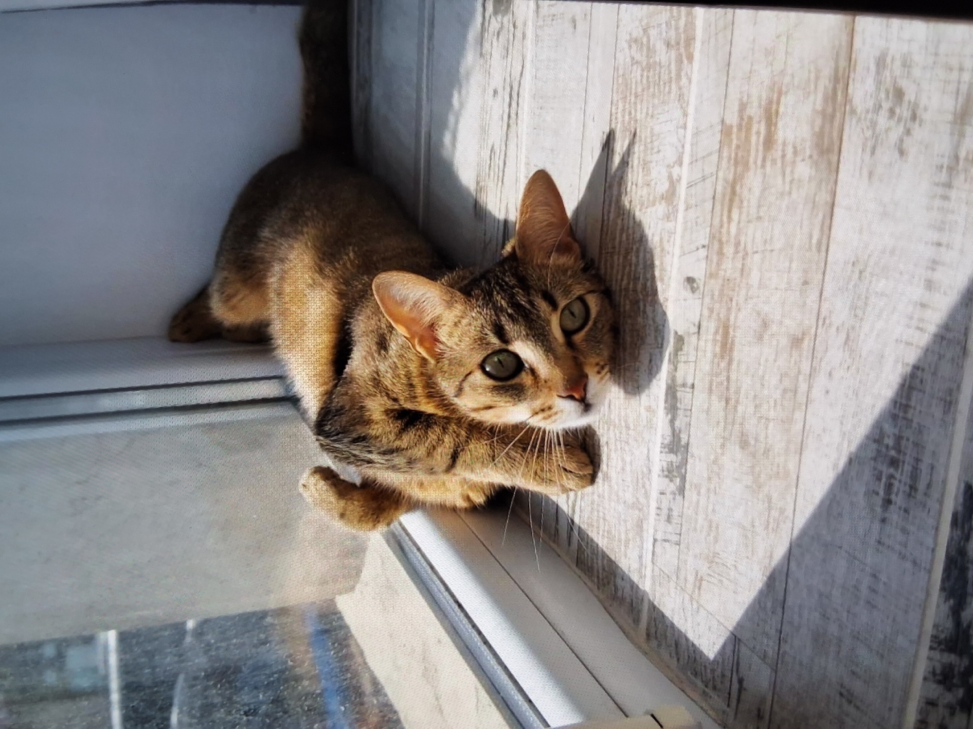 A medium-sized, light brown tabby cat with a long tail is sitting on what appears to be a window sill or ledge, indoors. The cat is positioned near a wall that is decorated with a white and gray faux wood paneling. Sunlight is streaming into the space, casting a sharp shadow of the cat's head and ear onto the wall. The cat has large, expressive green eyes and is looking upwards. The cat’s front paws are visible, appearing to rest on the window sill. The ledge appears to be white or light-colored. The image was likely taken in an interior space in a building in the city of Shumen, Bulgaria.