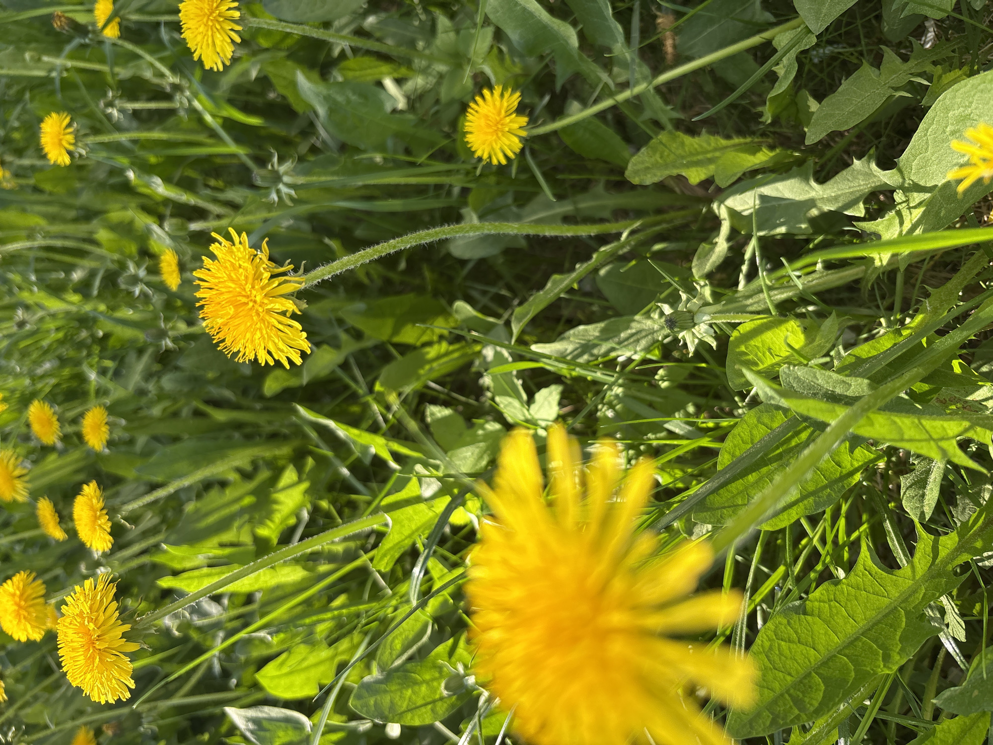 The image shows a field of dandelions, likely located in the city of Chaikovsky, Russia. The scene is dominated by vibrant yellow dandelion flowers in various stages of bloom. The flowers are set against a background of green grass and dandelion leaves. The lighting suggests it is daytime, possibly midday. There are no people visible in the frame.