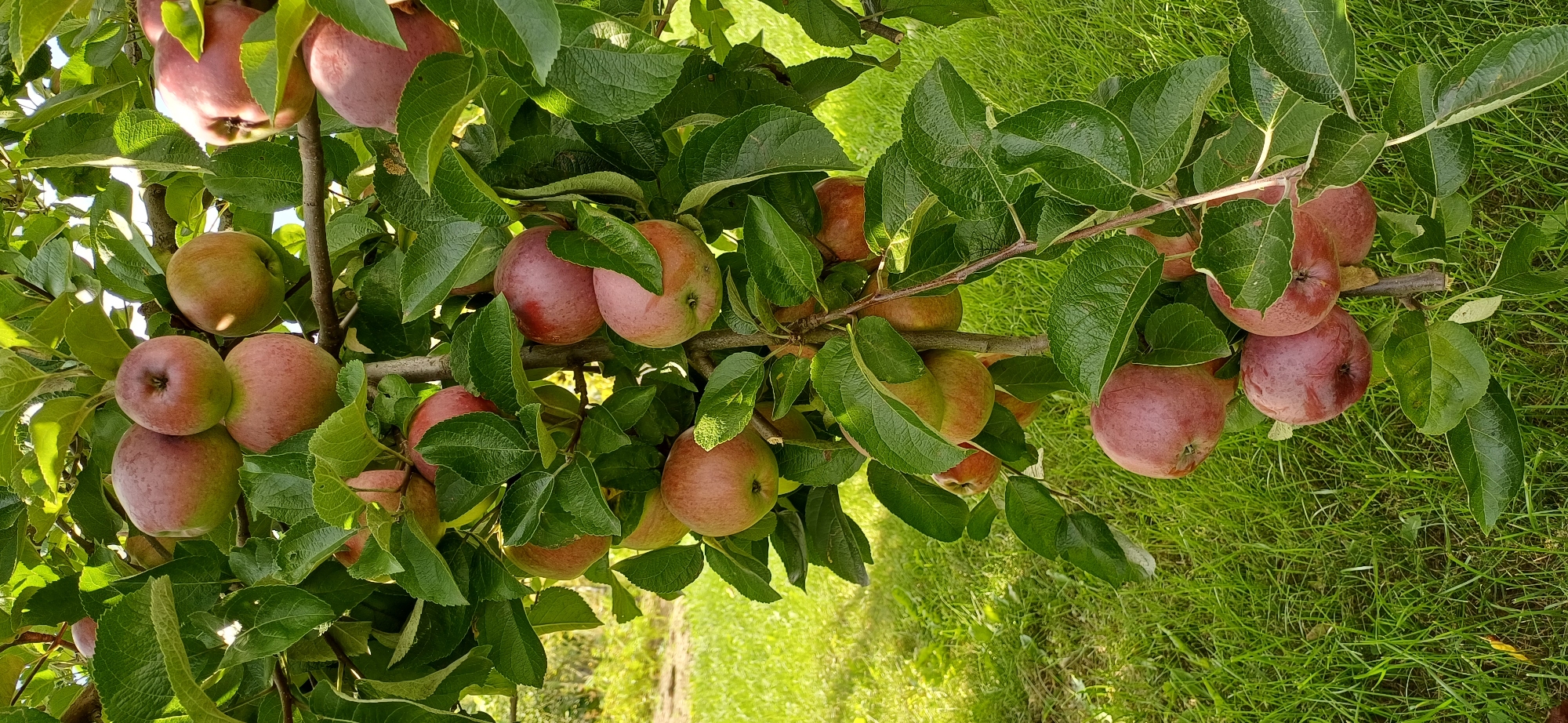 The image shows a close-up of a branch on an apple tree laden with ripe, red apples. The apples vary in color from deep red to a lighter, rosy hue, with some showing hints of green. They are clustered together, partially obscured by the tree's lush green leaves. The background consists of a sunlit grassy area, suggesting an outdoor setting, possibly an orchard or a garden. The focus is entirely on the fruit-bearing branch. There are no people or animals visible in the image. The lighting suggests it is daytime, with sunlight casting shadows and highlighting the apples and leaves.