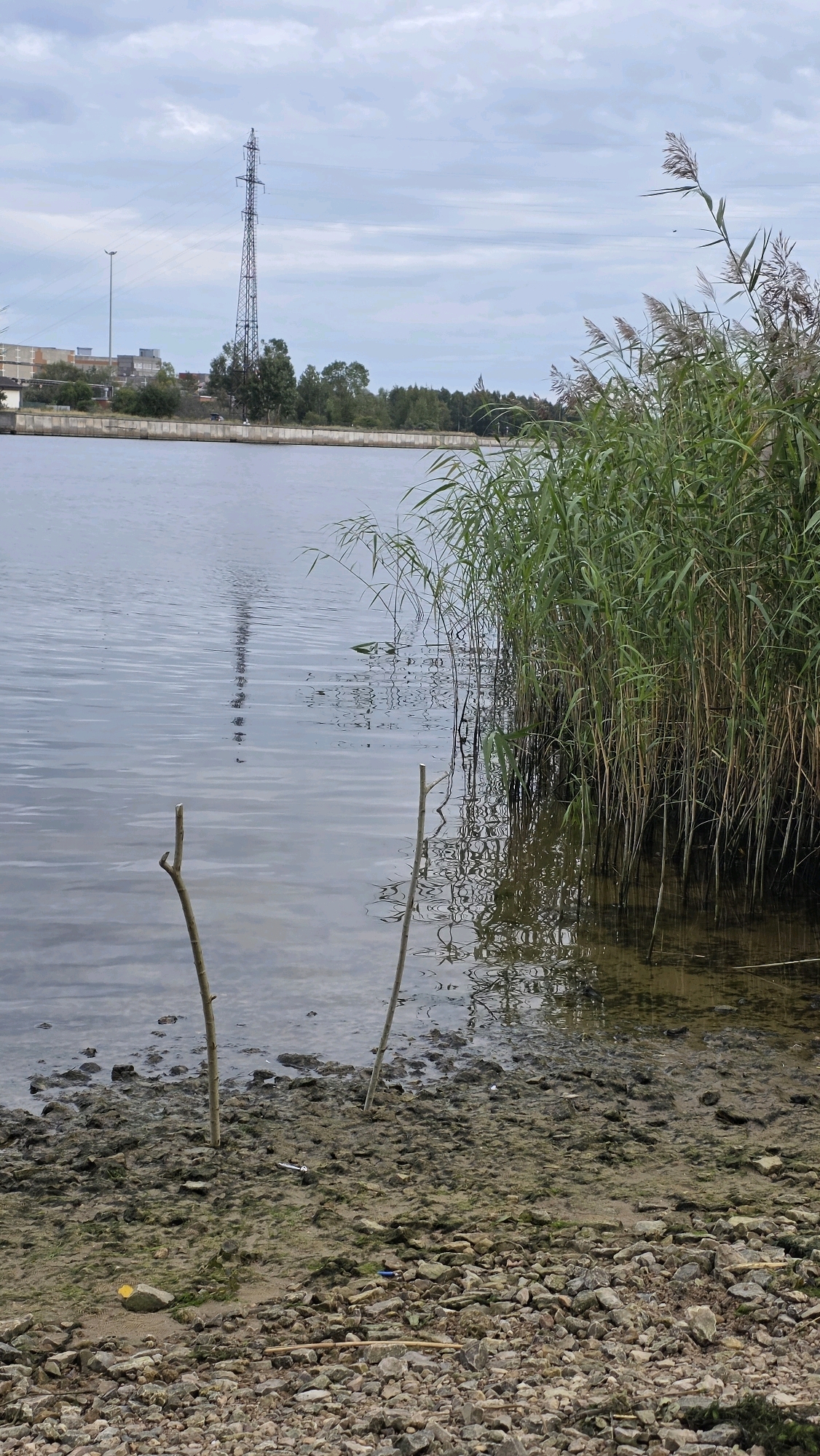 A wide shot captures a tranquil lakeside scene under a cloudy sky. The foreground is dominated by a rocky, muddy shoreline with two thin branches protruding from the ground near the water's edge. The lake itself is calm, reflecting the sky and a tall, lattice-like electrical pylon visible in the distance. The middle ground is marked by a dense growth of tall reeds along the bank, their green stalks and feathery tops creating a natural barrier. Beyond the reeds, a treeline and some buildings are discernible, with the electrical pylon standing prominently against the horizon. The overall impression is one of a slightly industrial, yet natural, waterside environment. The image does not contain any people or animals. It is not possible to determine the specific location within Riga, Latvia, from the visual information provided.