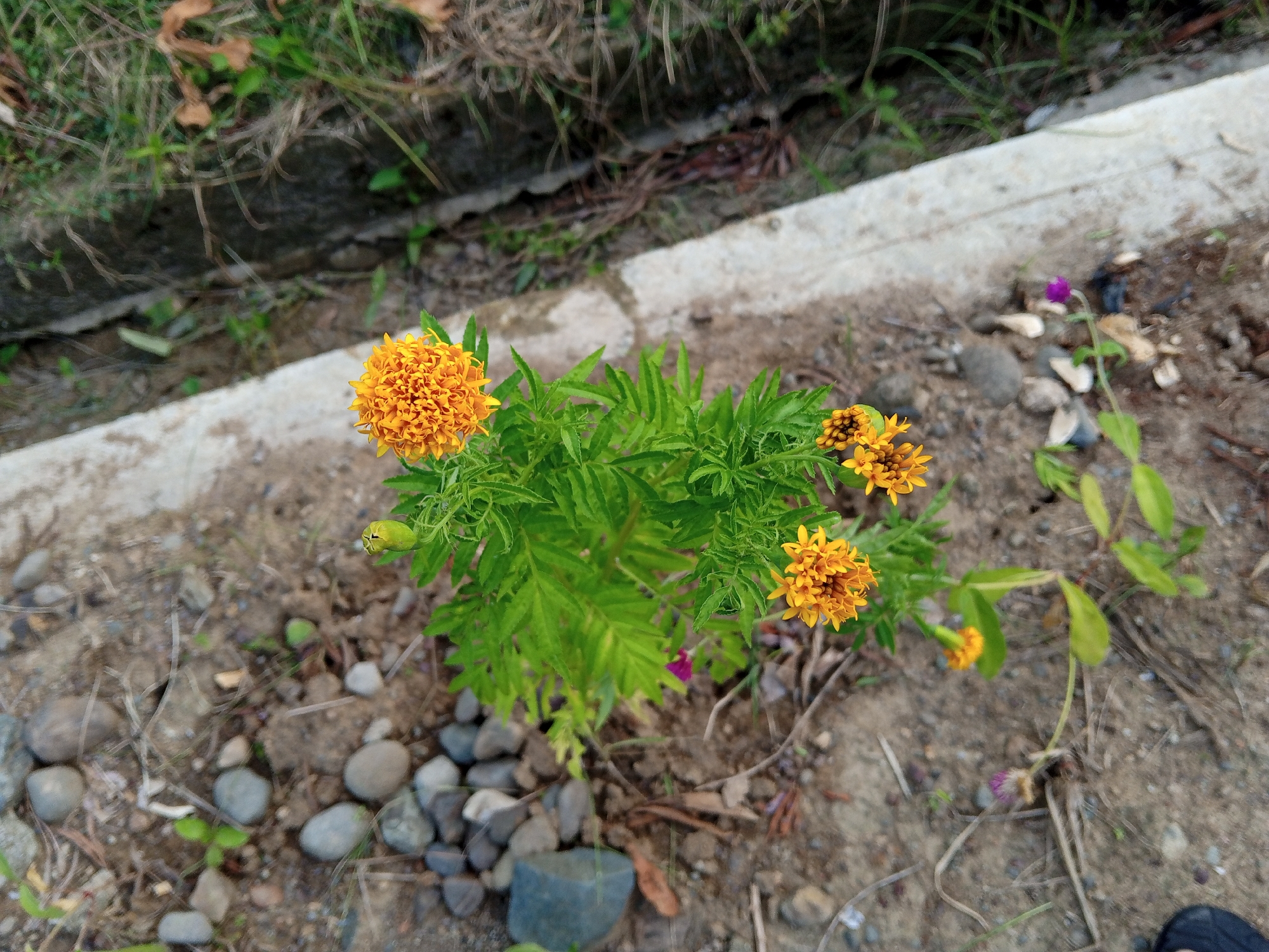 A close-up, high-angle shot captures a small marigold plant with vibrant orange blooms and feathery green foliage. The plant is situated in a patch of dirt and small rocks, bordered by a concrete curb. In the background, blurred greenery and dry grass suggest a natural or uncultivated outdoor setting. A small purple flower is visible near the marigold. The overall scene appears to be in an outdoor area, possibly a garden or roadside in Uteunbunta, Indonesia, with no people or specific human activity visible.