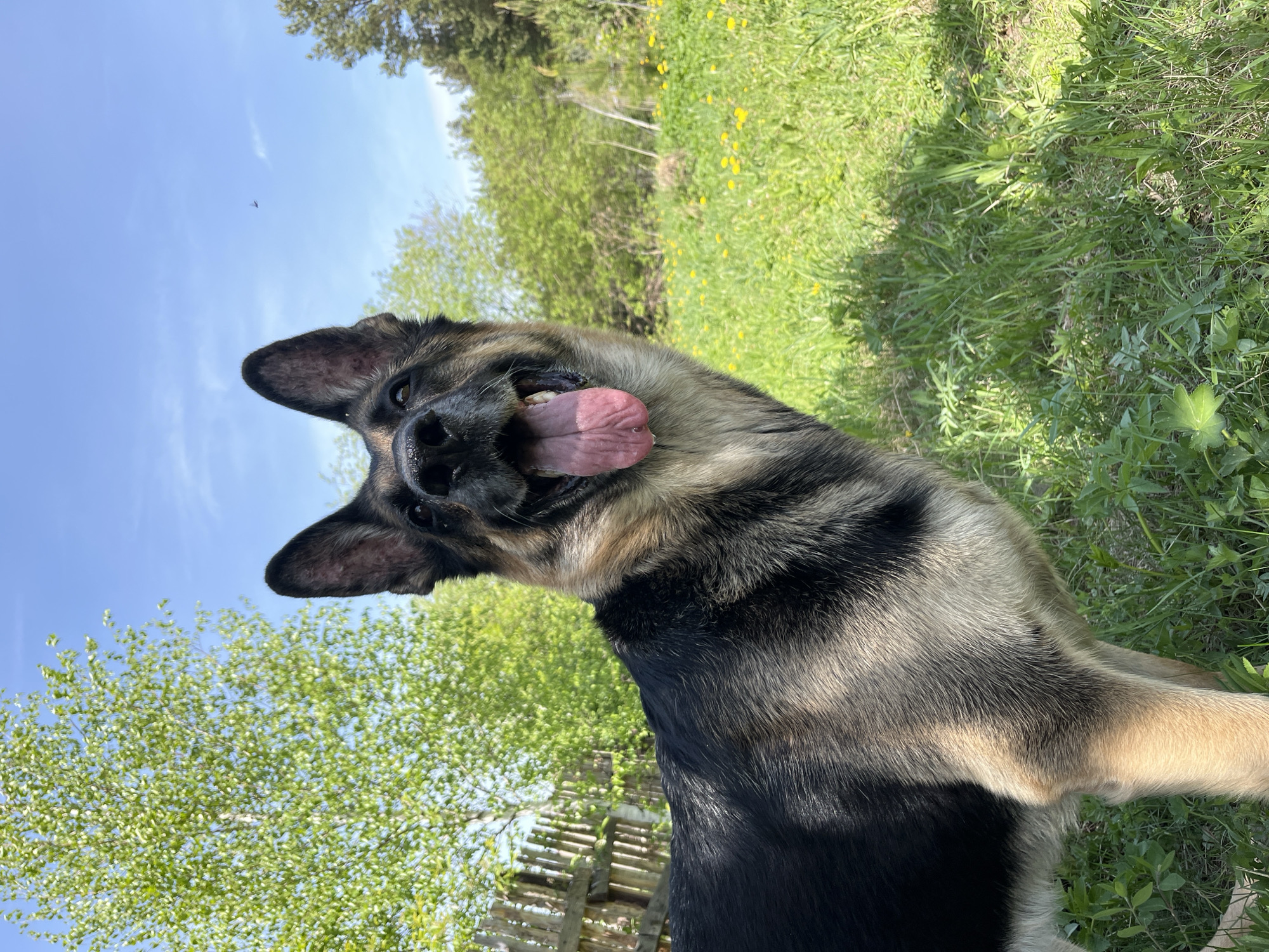 A black and tan German Shepherd dog is in a grassy area with a blue sky and trees in the background. The dog has its mouth open and tongue out. A fence is also visible in the background. The location in Nizhny Tagil, Russia is unknown.