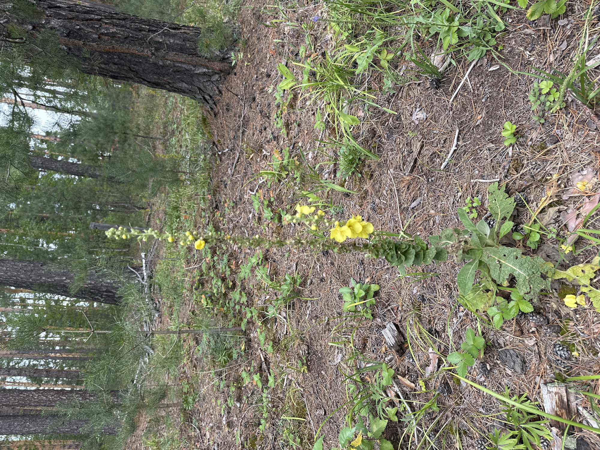 The image depicts a pine forest floor in the village of Sokolovo, Russia. A tall, slender plant with small yellow flowers growing along its stalk stands prominently in the center. The ground is covered with pine needles, cones, and scattered pieces of fallen wood. Several small green plants, some with serrated leaves, are visible among the pine litter. In the background, the trunks of mature pine trees are visible, along with younger pine saplings. The overall scene is natural and undisturbed, characteristic of a forest environment. There are no people or animals present in the image.