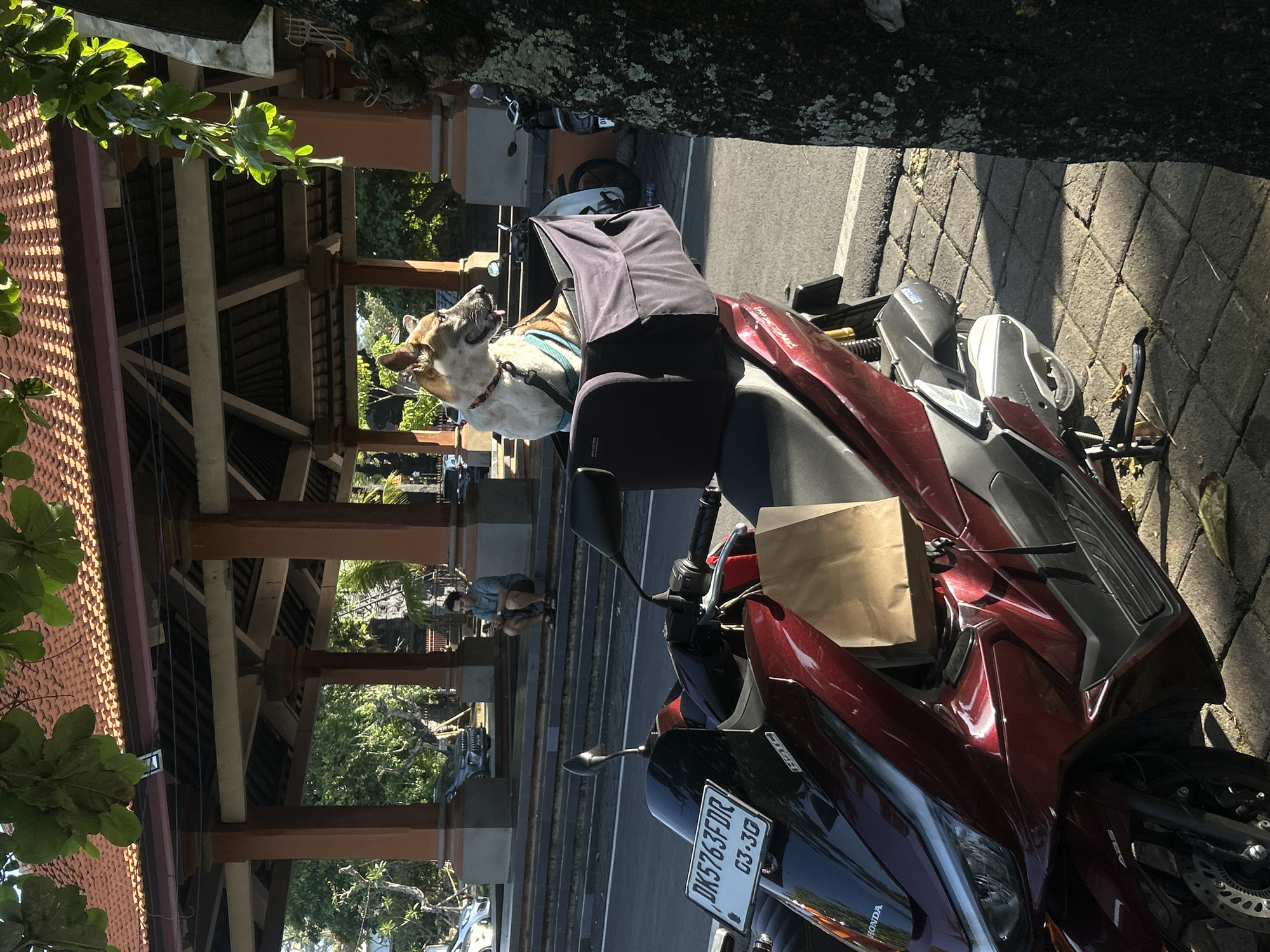 A dog wearing a blue harness sits in a black fabric carrier secured to the seat of a red motorcycle in Mengwi, Indonesia. The motorcycle is parked on a brick walkway next to a road, with a tree on one side. A brown paper bag hangs from the motorcycle. The motorcycle's license plate is visible. In the background is a covered, open-air structure with wooden beams and pillars, under which a person is crouching. Trees and other parked vehicles are visible behind the structure.
