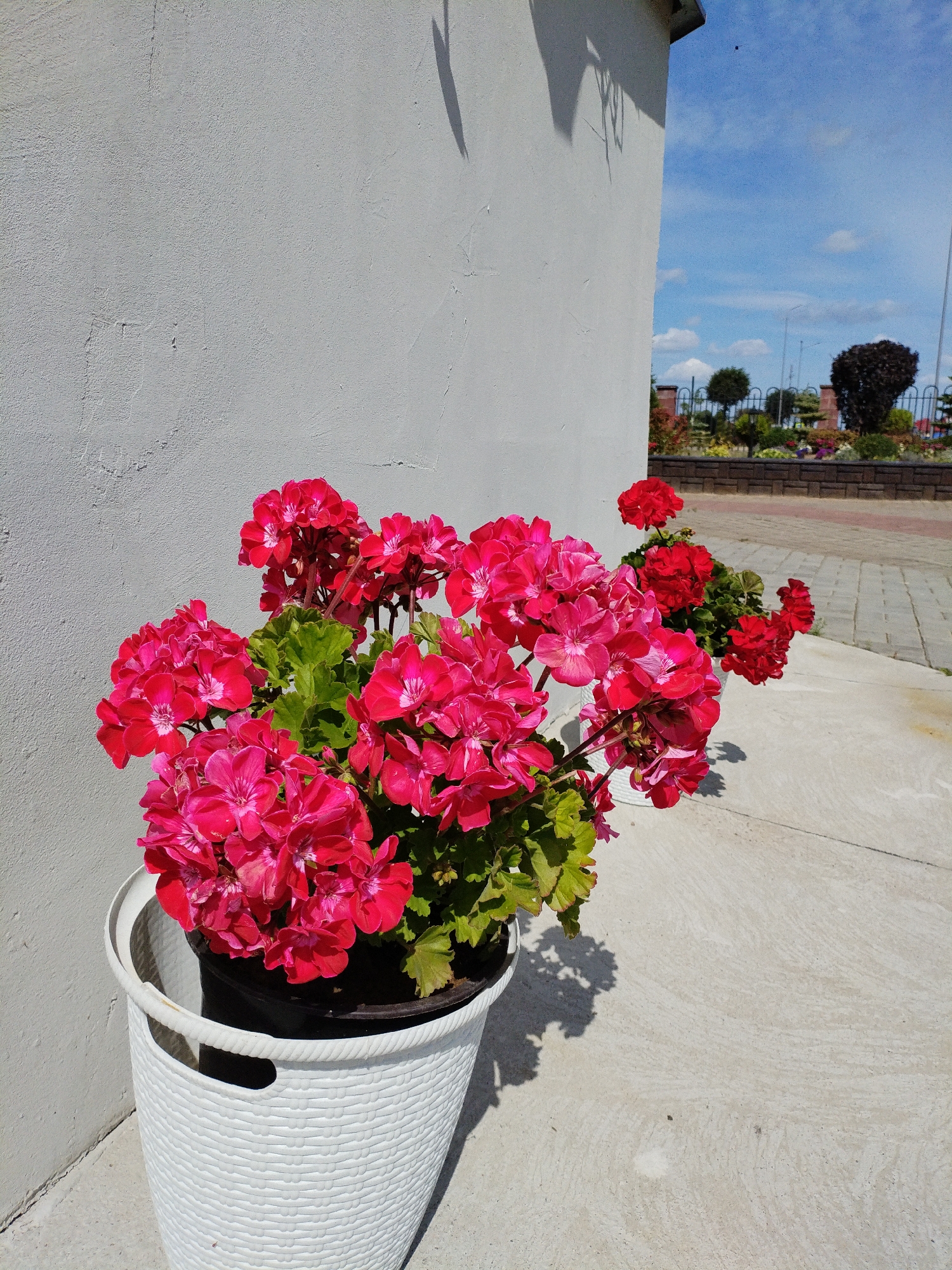 In Bialynichy, Belarus, a close-up shot captures a cluster of vibrant pink geraniums in a white woven planter. The planter rests against a rough, light grey concrete wall, casting a soft shadow on the light-colored pavement. Beyond the wall, a clear blue sky dotted with white clouds serves as the backdrop. In the distance, a park or garden area is visible, featuring manicured trees and flower beds, separated by a dark brick wall and a fence. The sun is shining brightly, illuminating the scene.